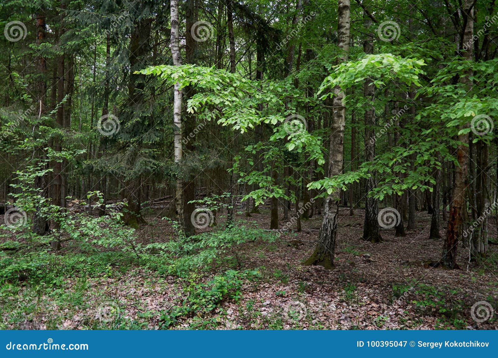 Belarus. Trees in the Territory of Belovezhskaya Pushcha. May 23, 2017 ...