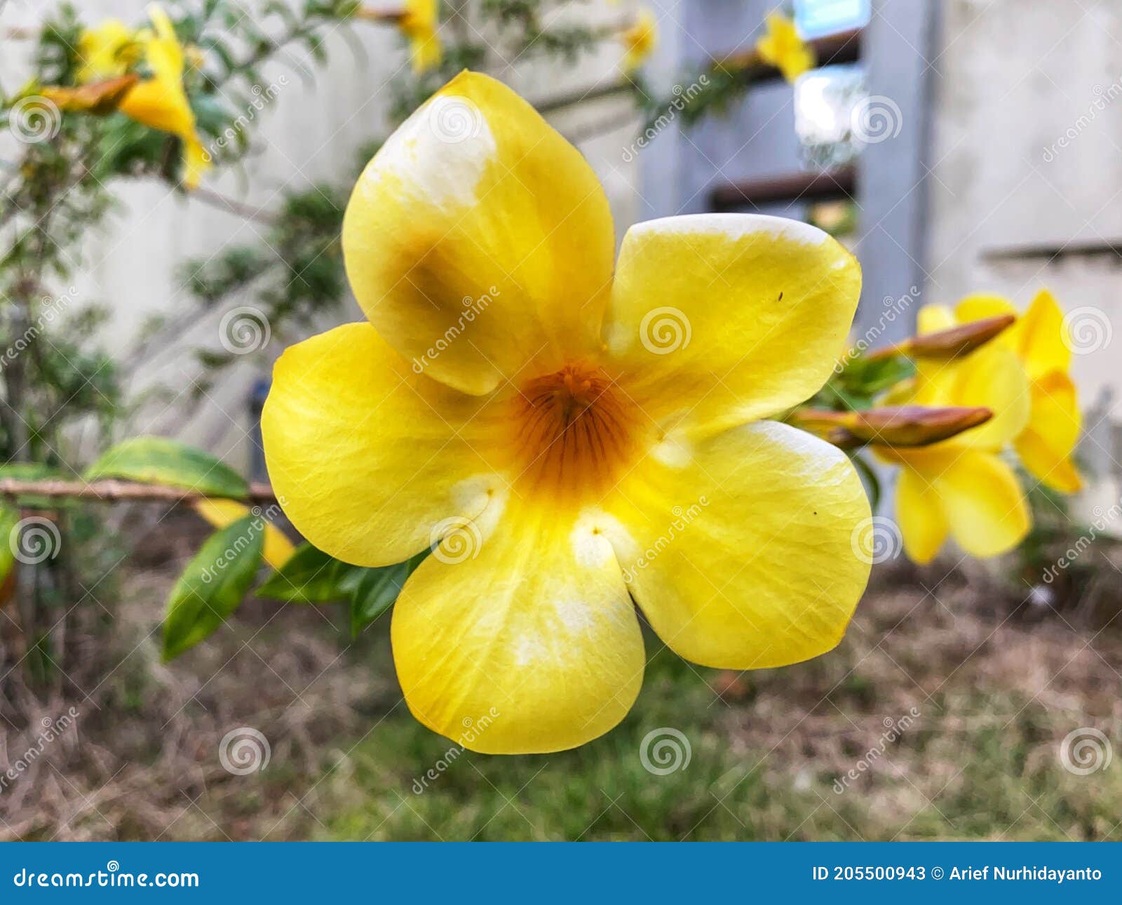 Belas Flores Amarelas Na Frente Do Jardim Da Casa Imagem de Stock - Imagem  de verde, indonésia: 205500943