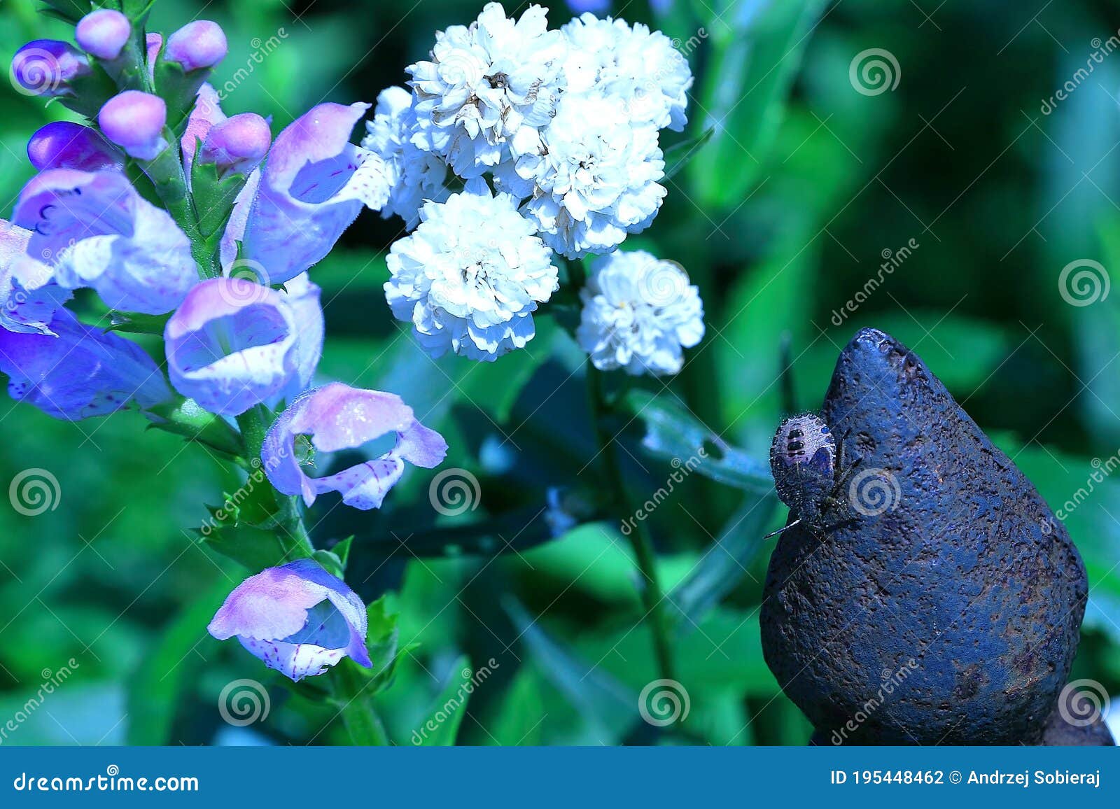 Belas Flores Naturais Florescendo No Verão No Jardim Foto de Stock - Imagem  de parque, assento: 195448462