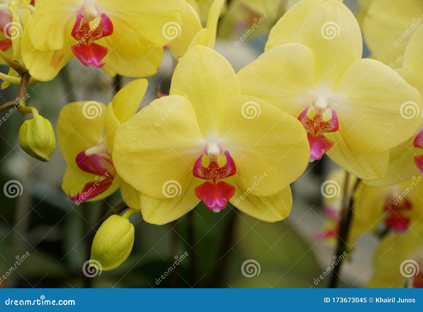 Belas Orquídeas De Dendróbio De Cor Amarela Clara E Púrpura Imagem de Stock  - Imagem de bonito, beleza: 173673045