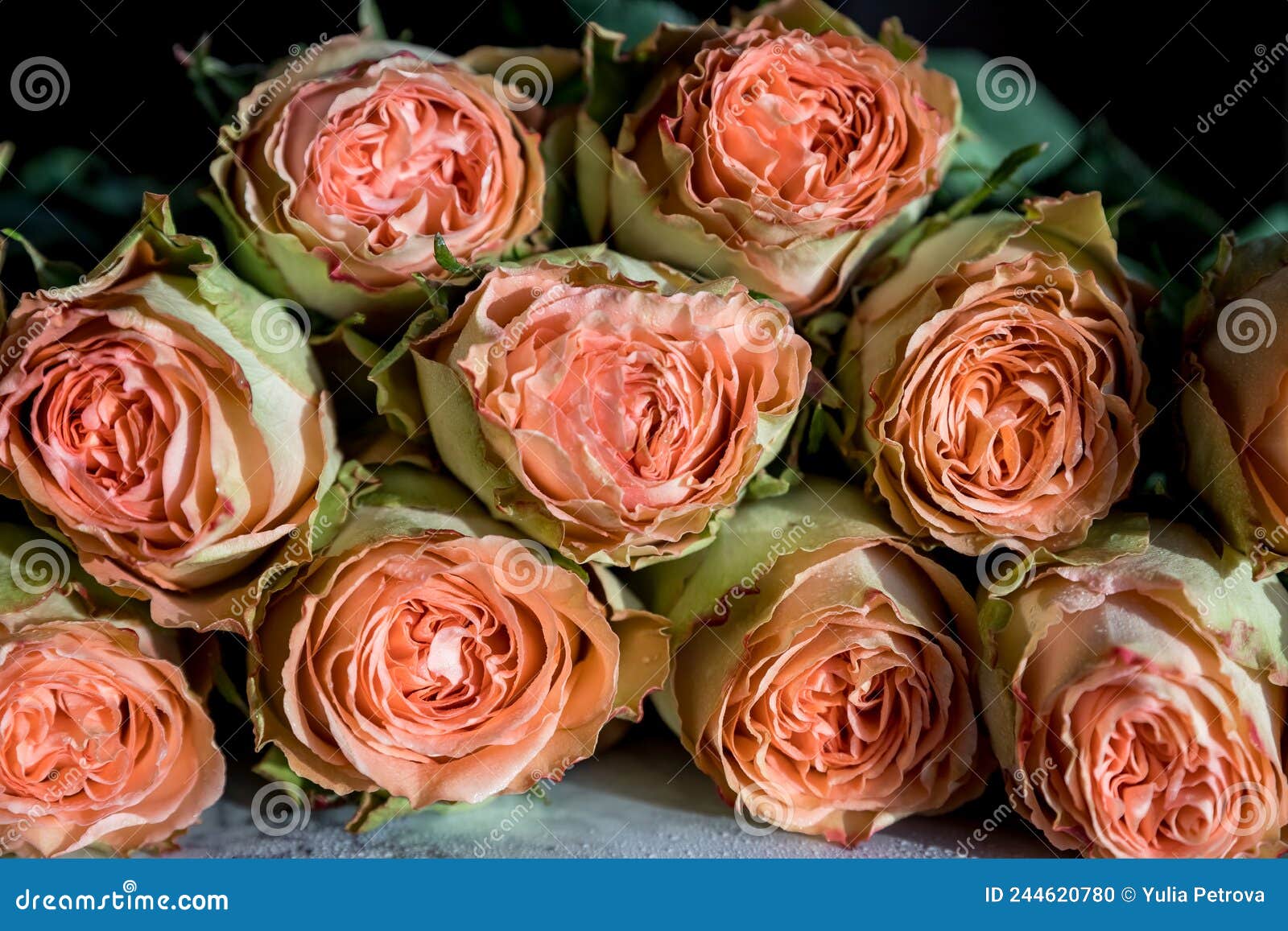 Belas Rosas Em Inglês. Rosas Rosadas Rosas Rosas Lindas, Em Forma De Peão.  Dia Dos Namorados Foto de Stock - Imagem de flor, planta: 244620780