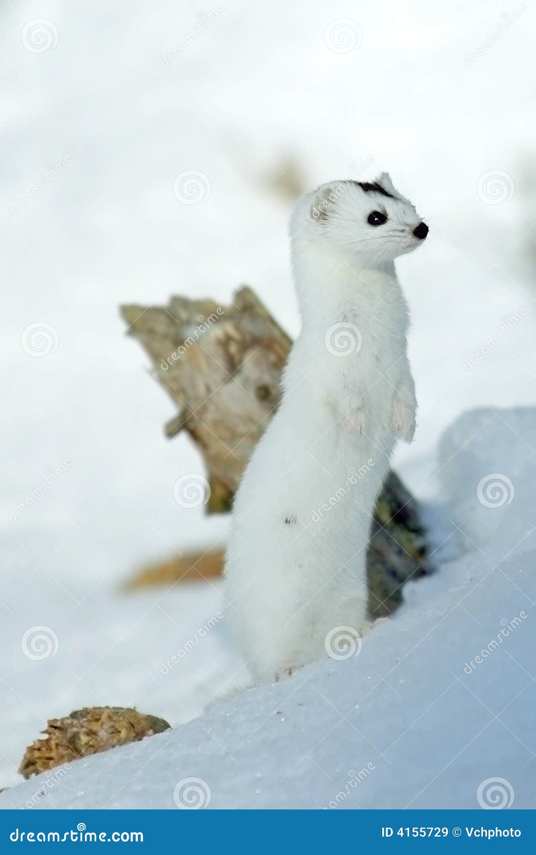 Belette (nivalis de nivalis de Mustela). La Russie