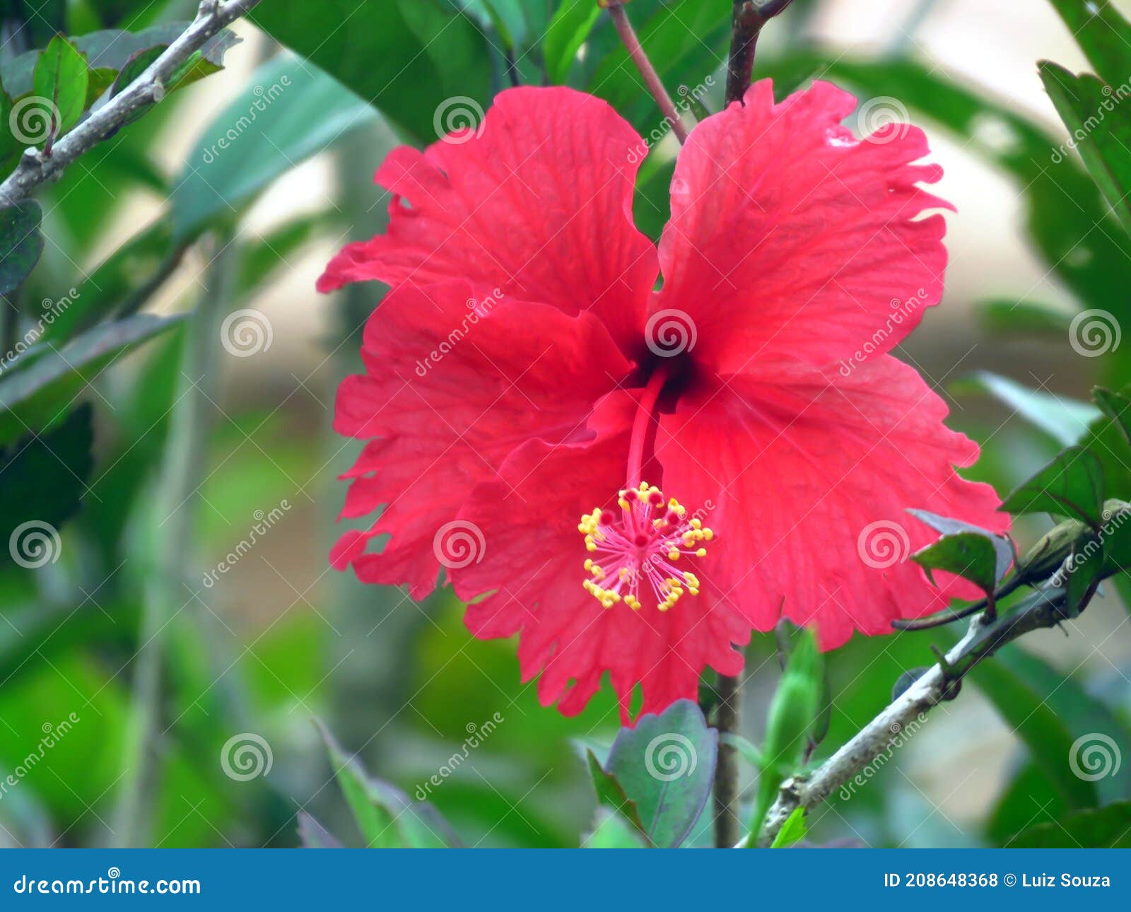 the beauty usefulness of hibiscus