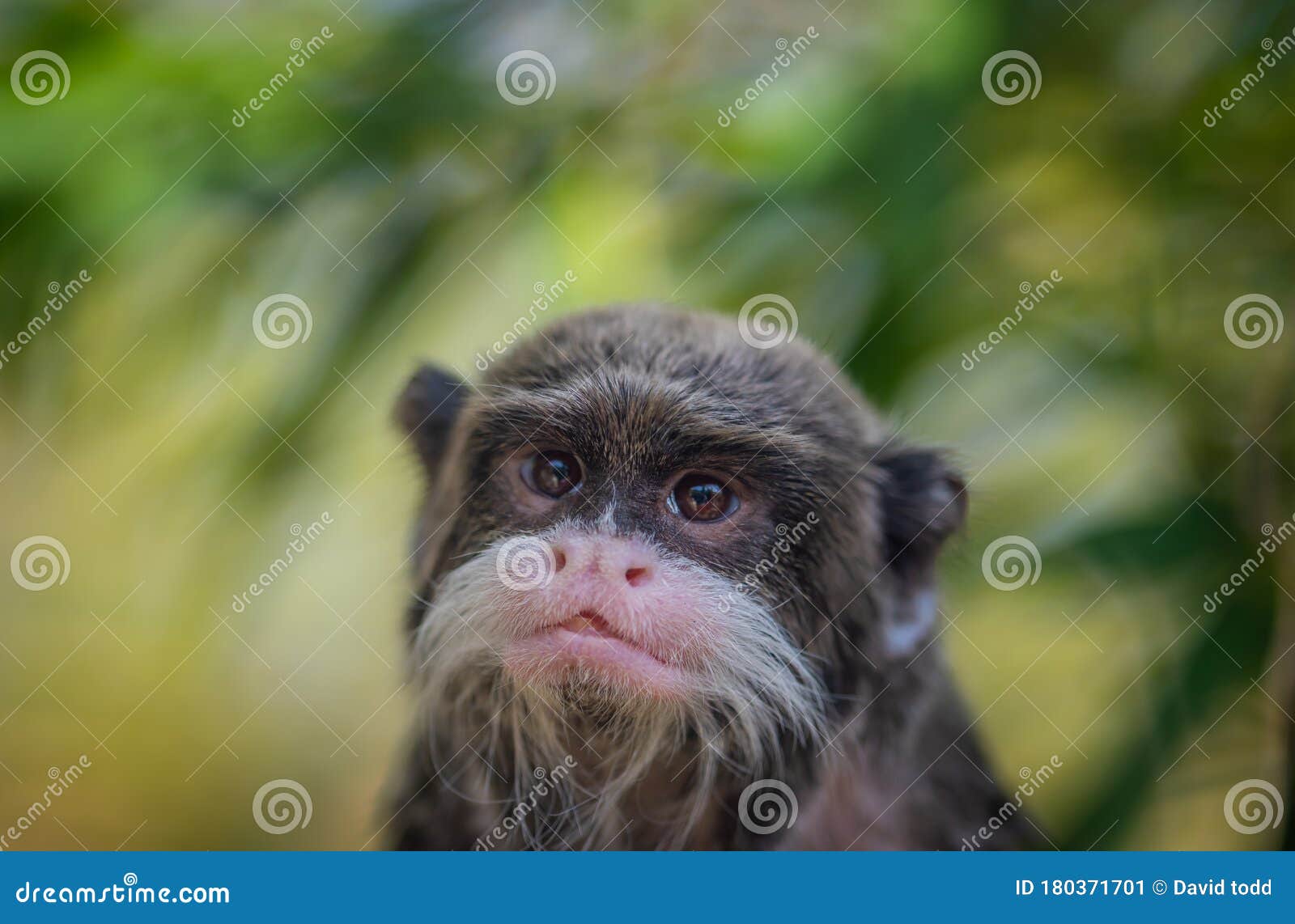 Belfast zoo little monkey stock image. Image of clothing 180371701