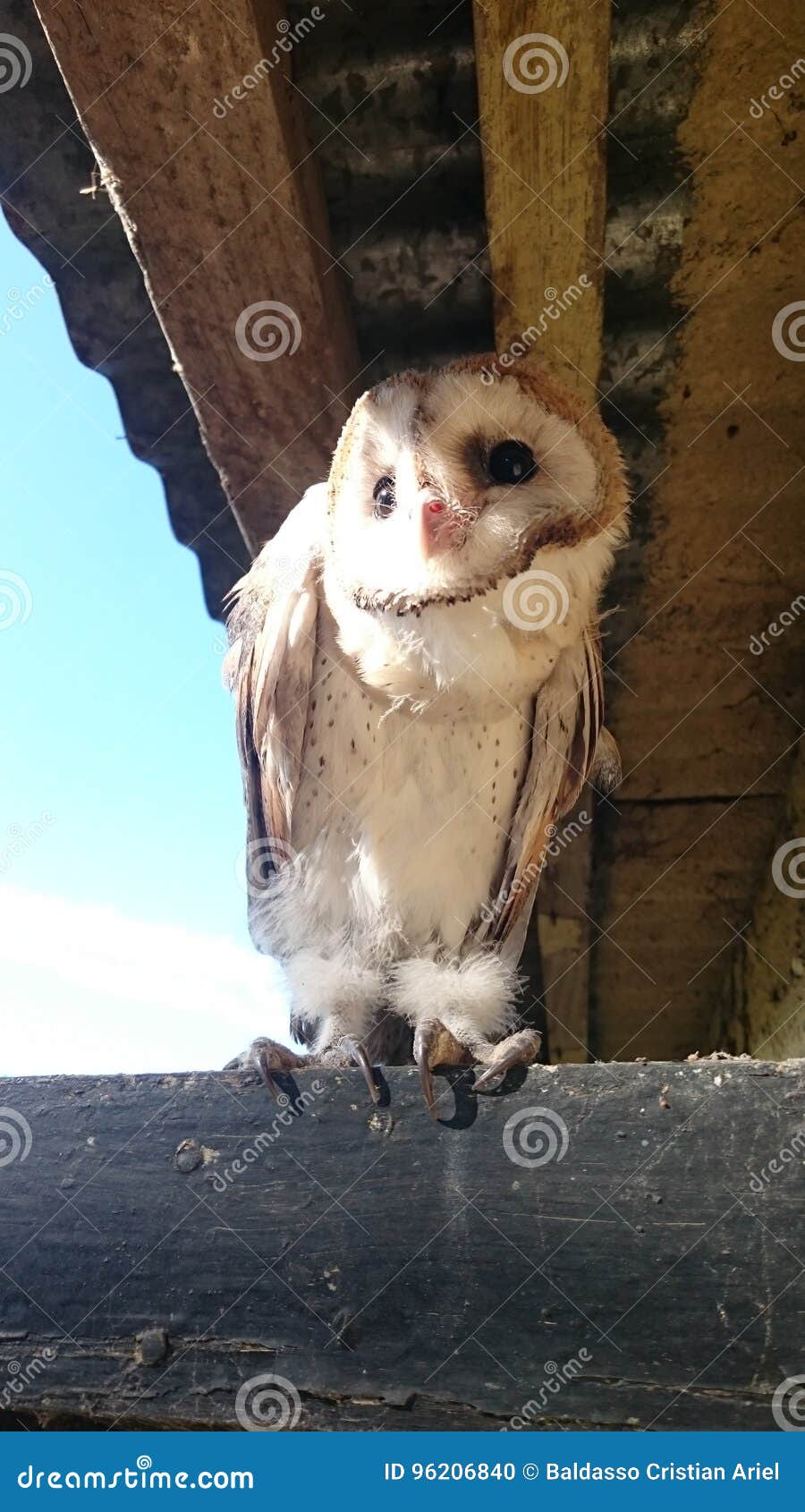belfry owl