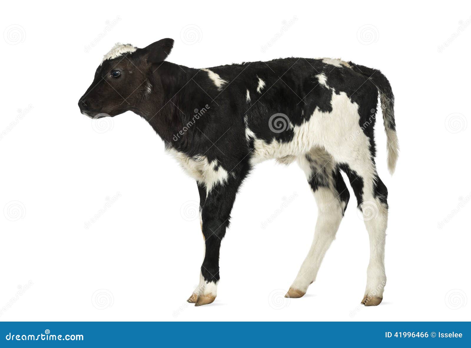 belgian blue calf
