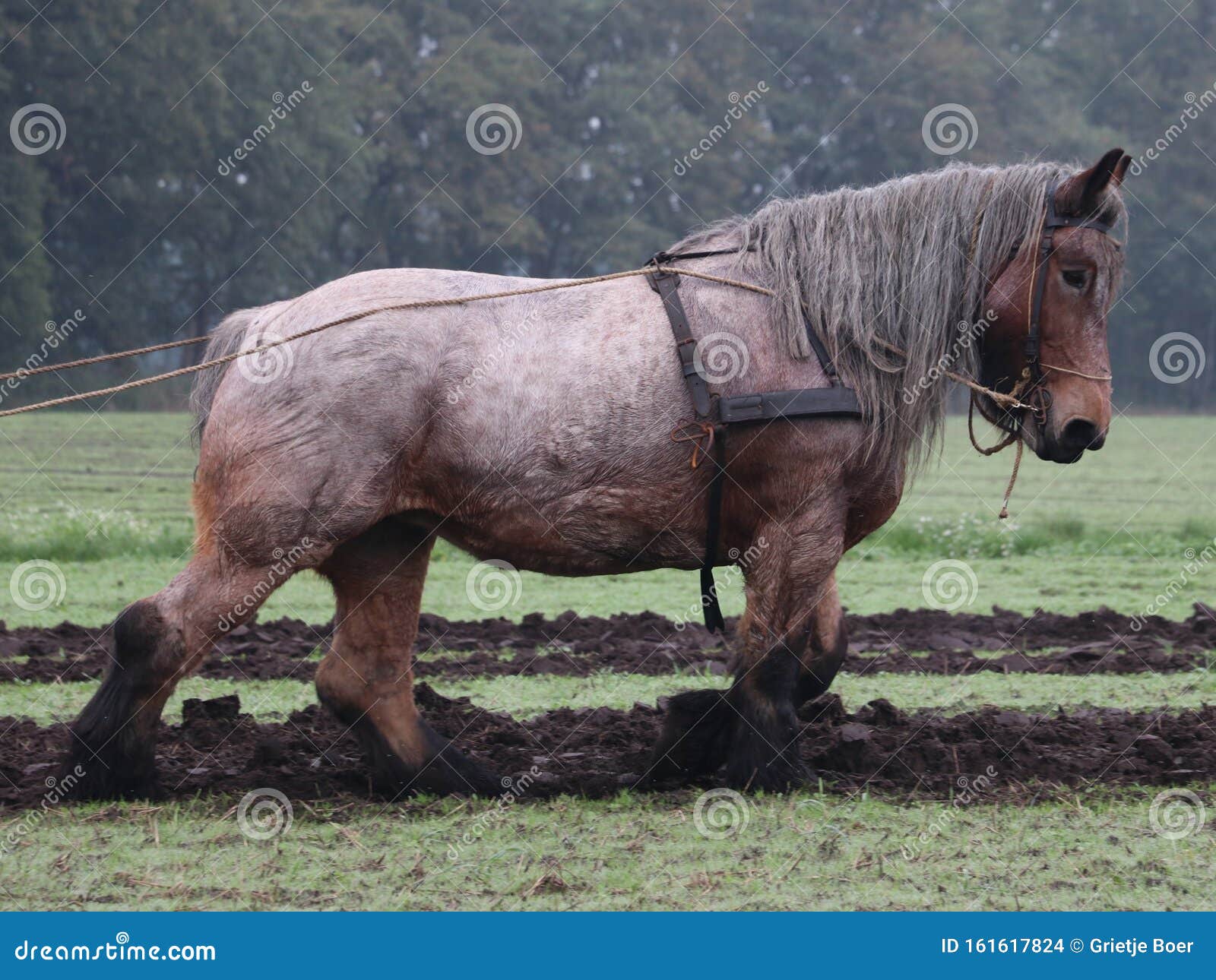 Belgian Draft Horse Stock Photo Image Of Agricultural 161617824