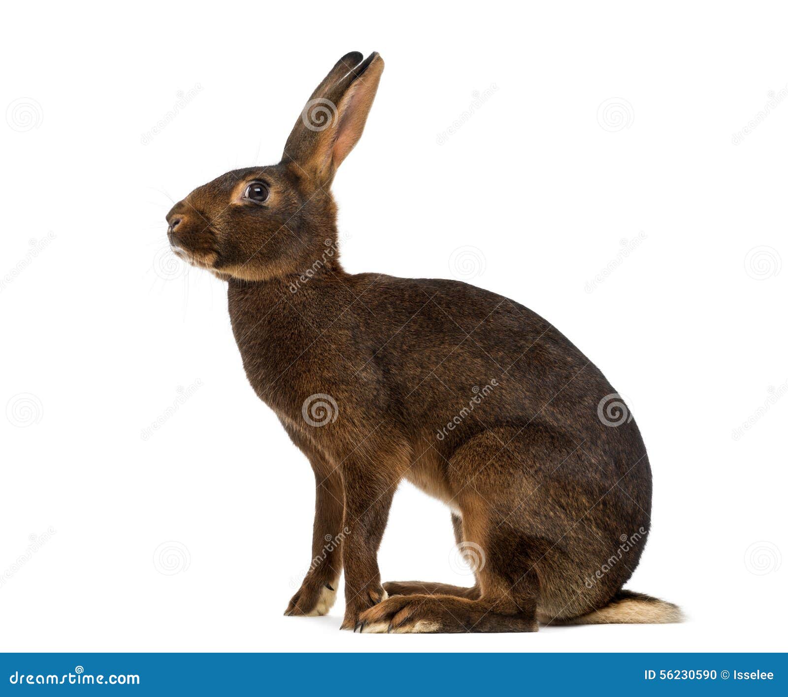 belgian hare in front of a white background