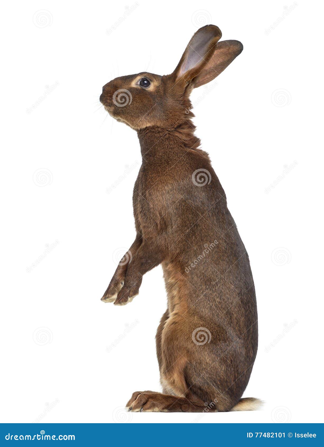 belgian hare on hind legs  on white