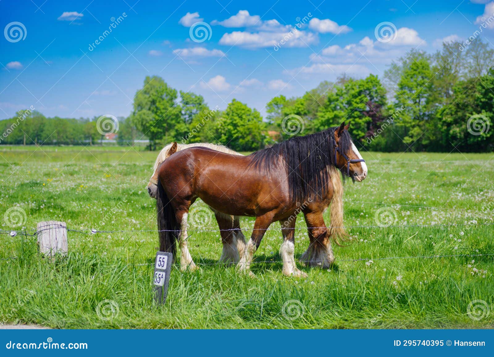 Belgian heavy horses stock image. Image of grazing, outdoor 295740395