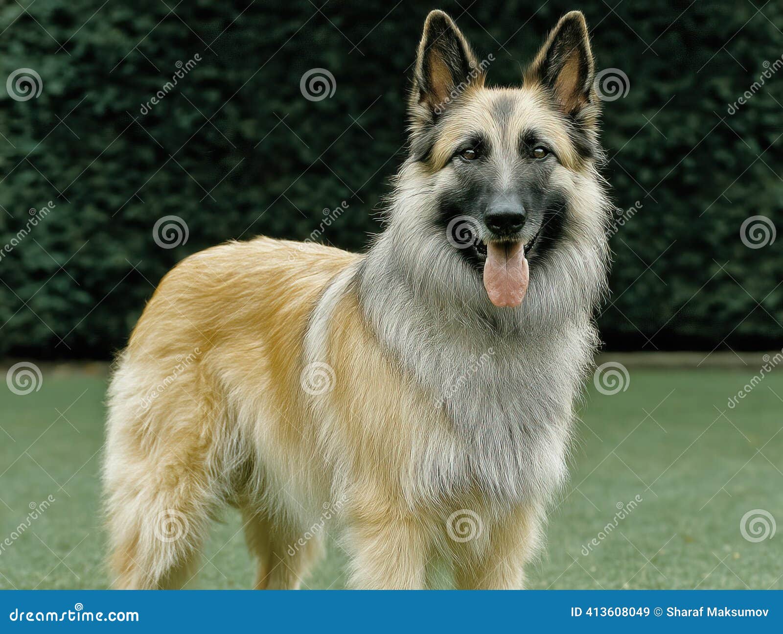 A Belgian Laekenois Shepherd Dog Image Stock Image - Image of happy,  belgian: 413608049, image size:1600x1295