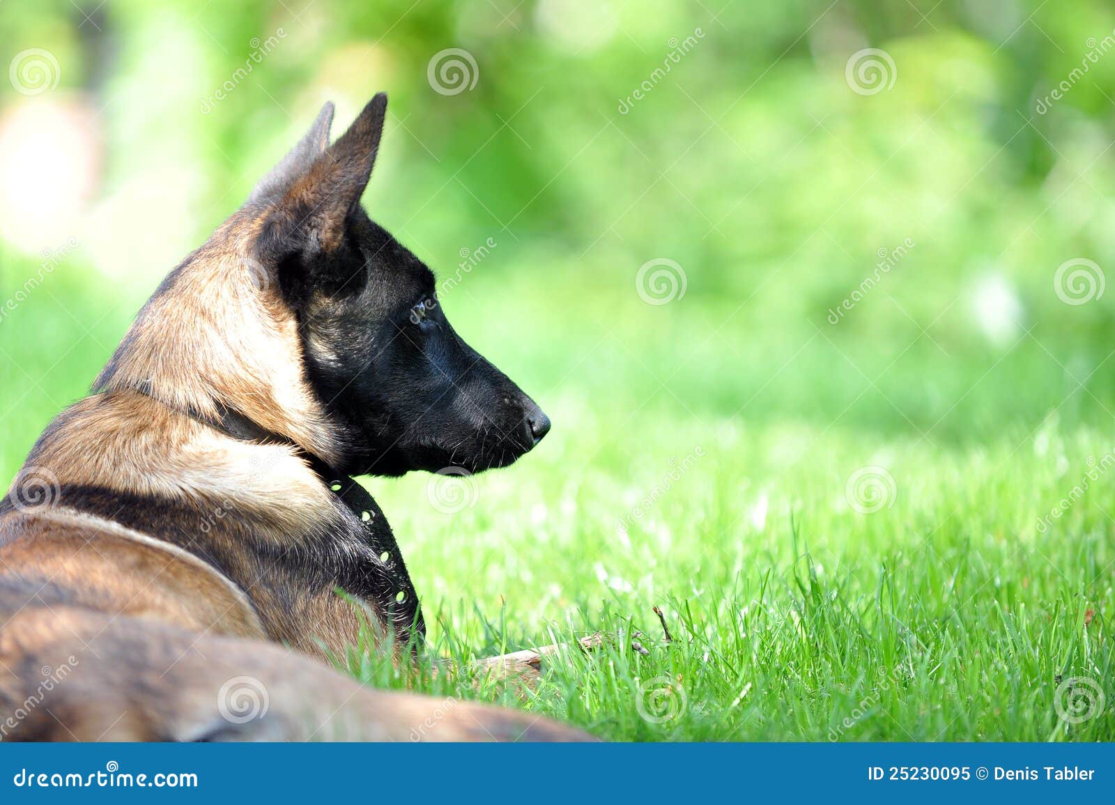 belgian malinois