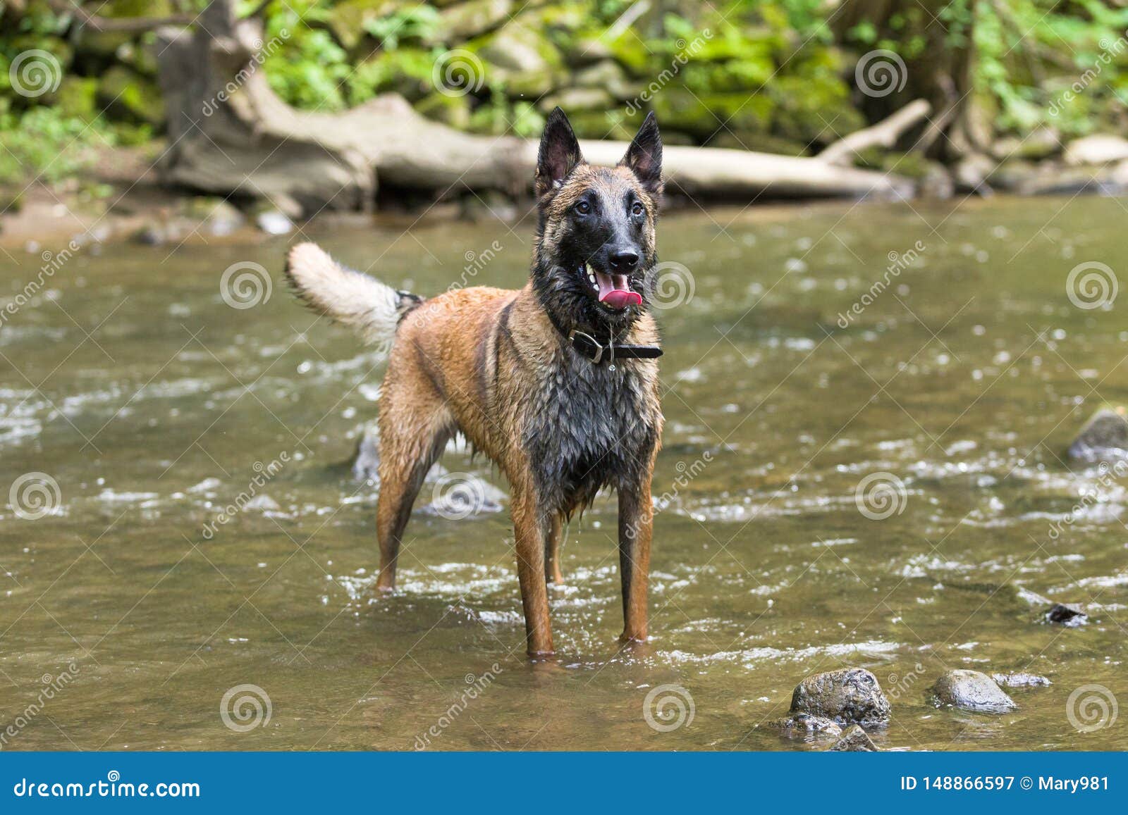 belgian malinois obedience training