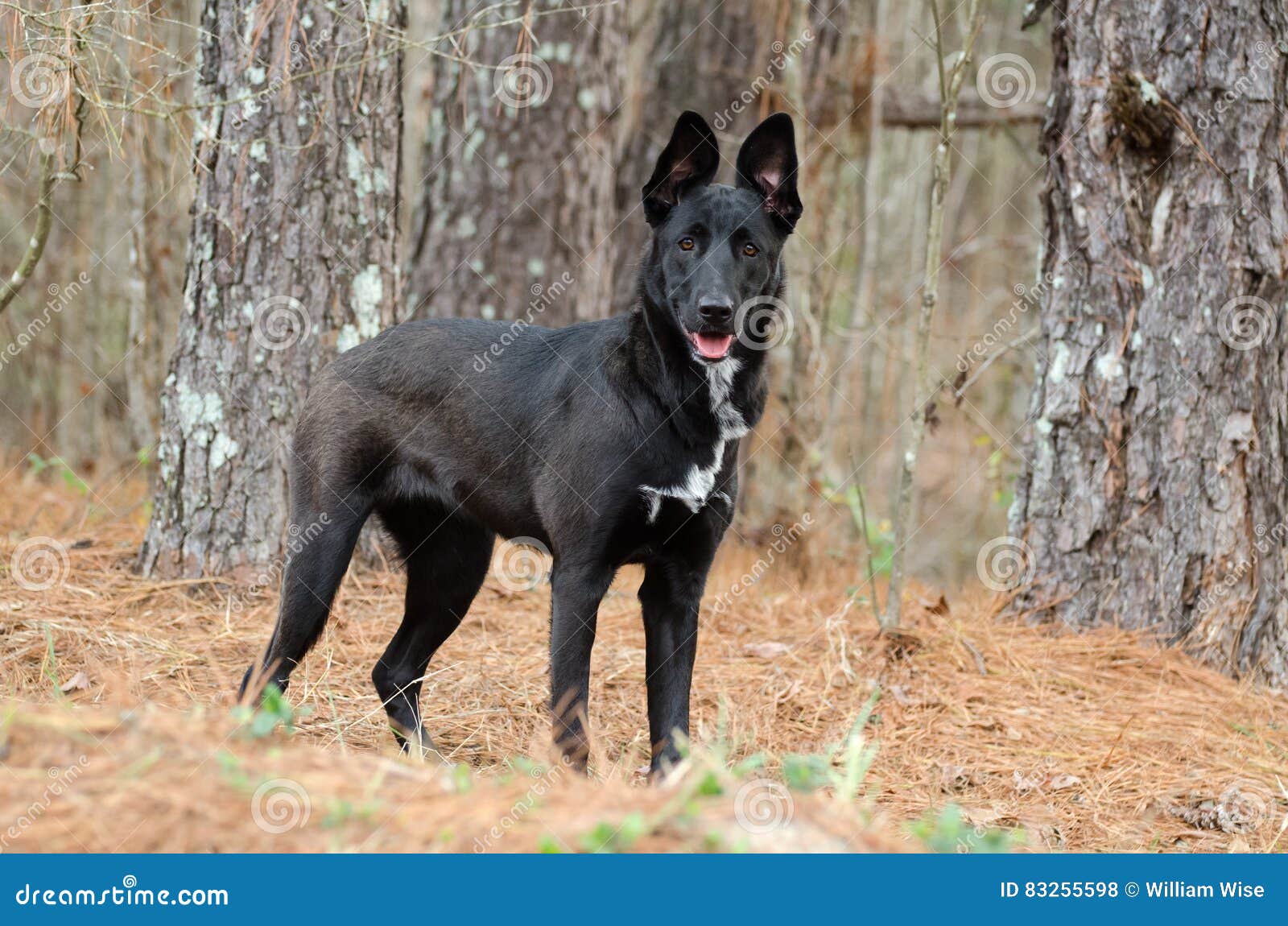 belgian shepherd for adoption