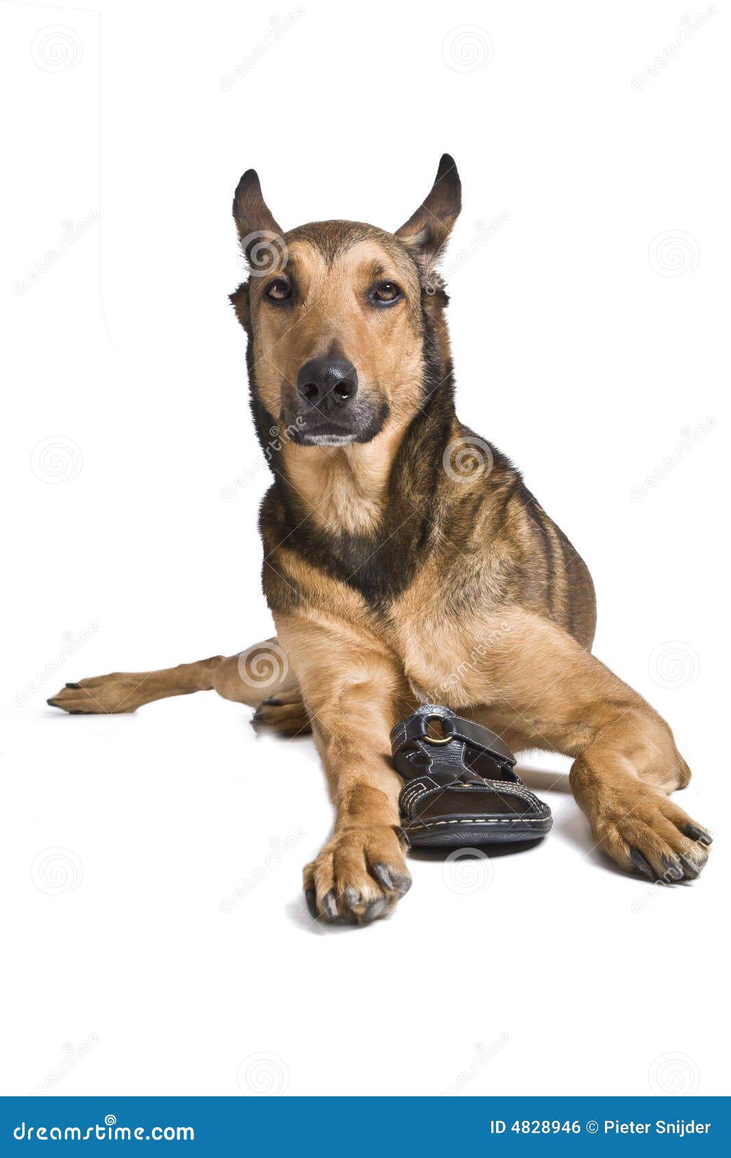 Belgian Malinois with Smelling Shoe Stock Photo Image of white
