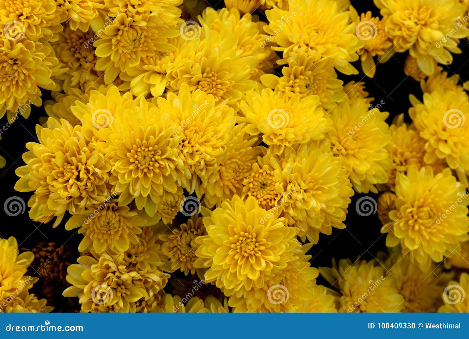 belgian mum allegra yellow, chrysanthemum morifolium `allegra yellow`