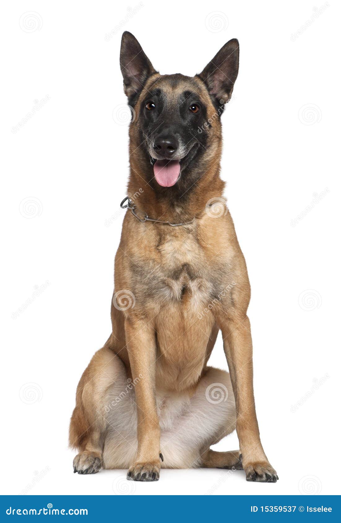 Belgian Shepherd Dog, 20 Years Old, Sitting Stock Image Image of shot