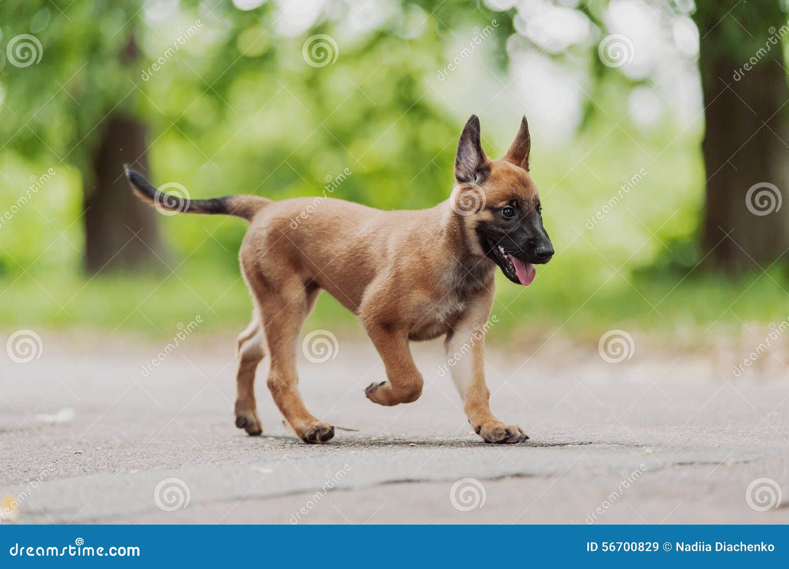 Belgian Shepherd Dog Malinois Stock Image Image Of Belgian Cute