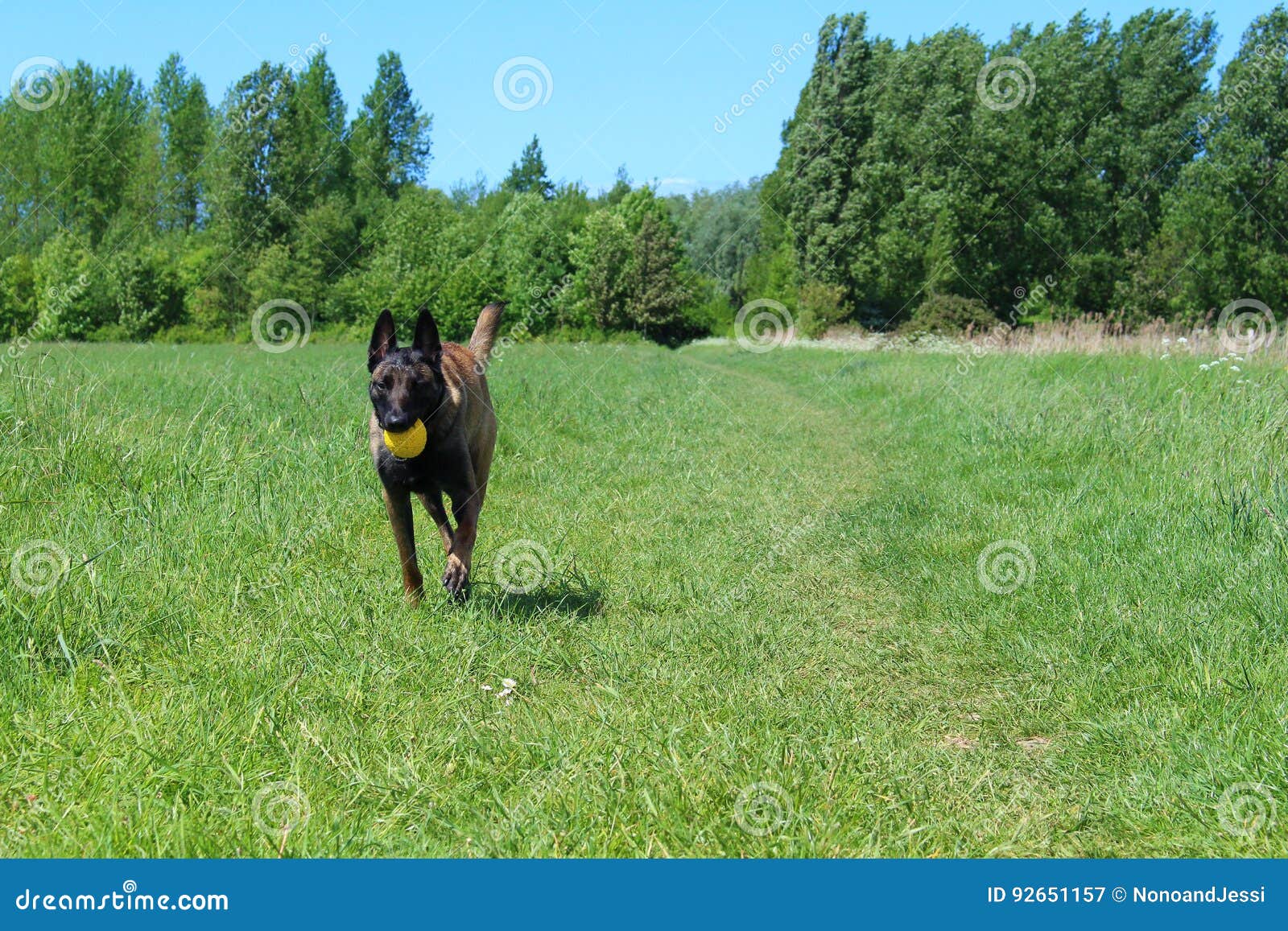 Belgian shepherd dog malinois face. Belgian shepherd dog who brings his ball