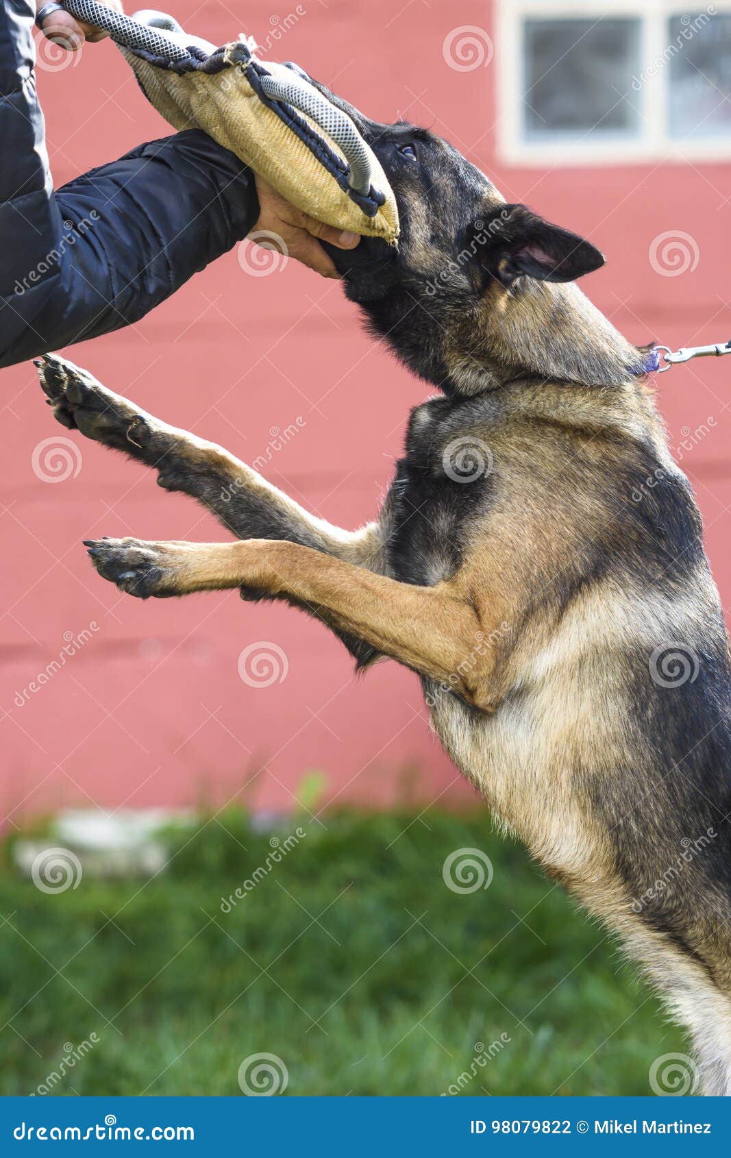 Belgian Shepherd Malinois In Attack On Mango Stock Photo Image Of Sport Animal 98079822