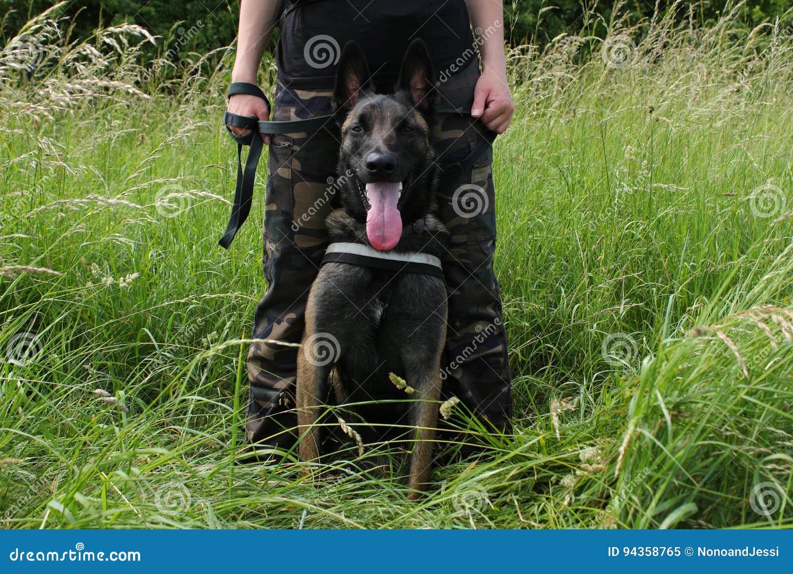 belgian shepherd malinois attentive to the orders of his master sitting between the legs in protection