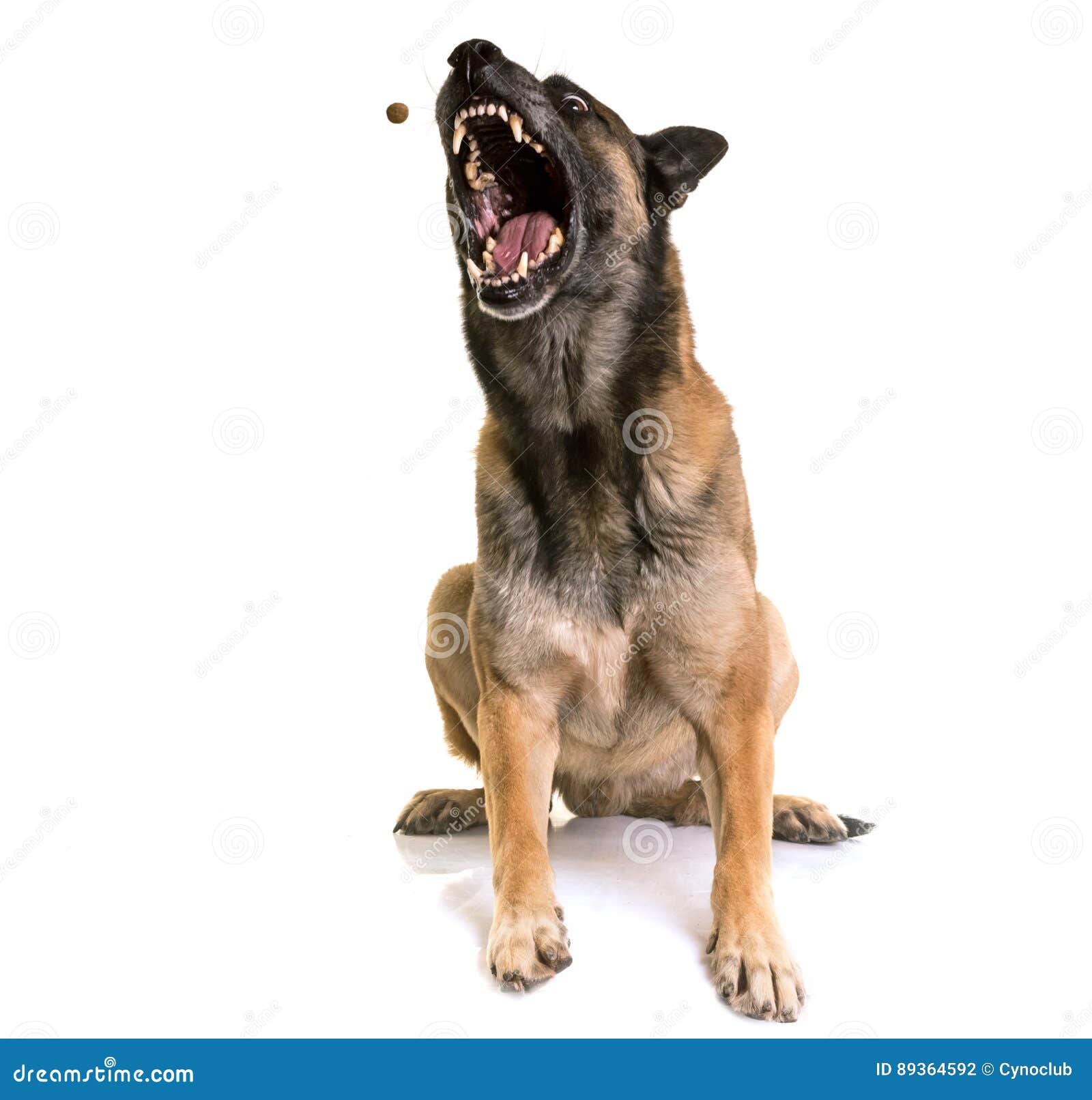 belgian shepherd malinois