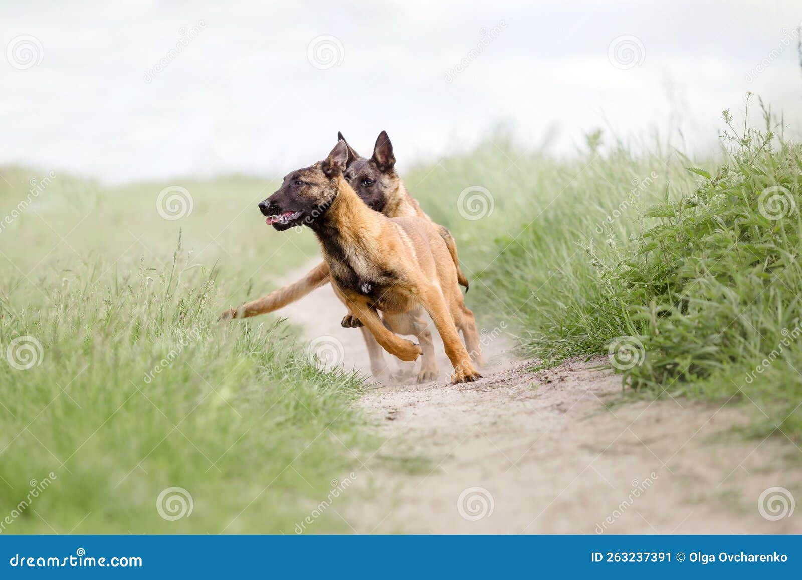 Belgian Shepherd Malinois Running on the Grass. Summertime. Happy Dog