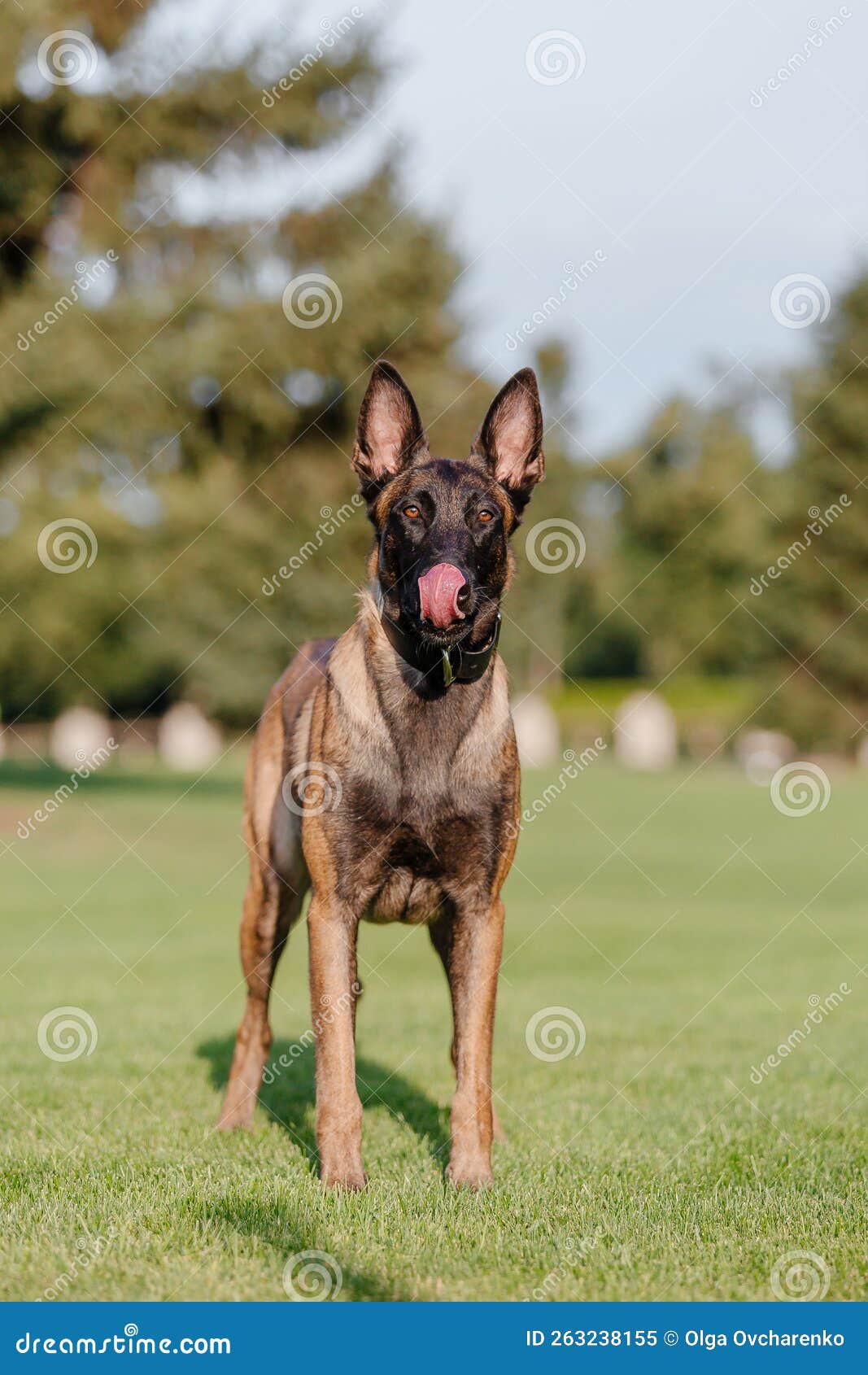 Belgian Shepherd Malinois Running on the Grass. Summertime. Happy Dog