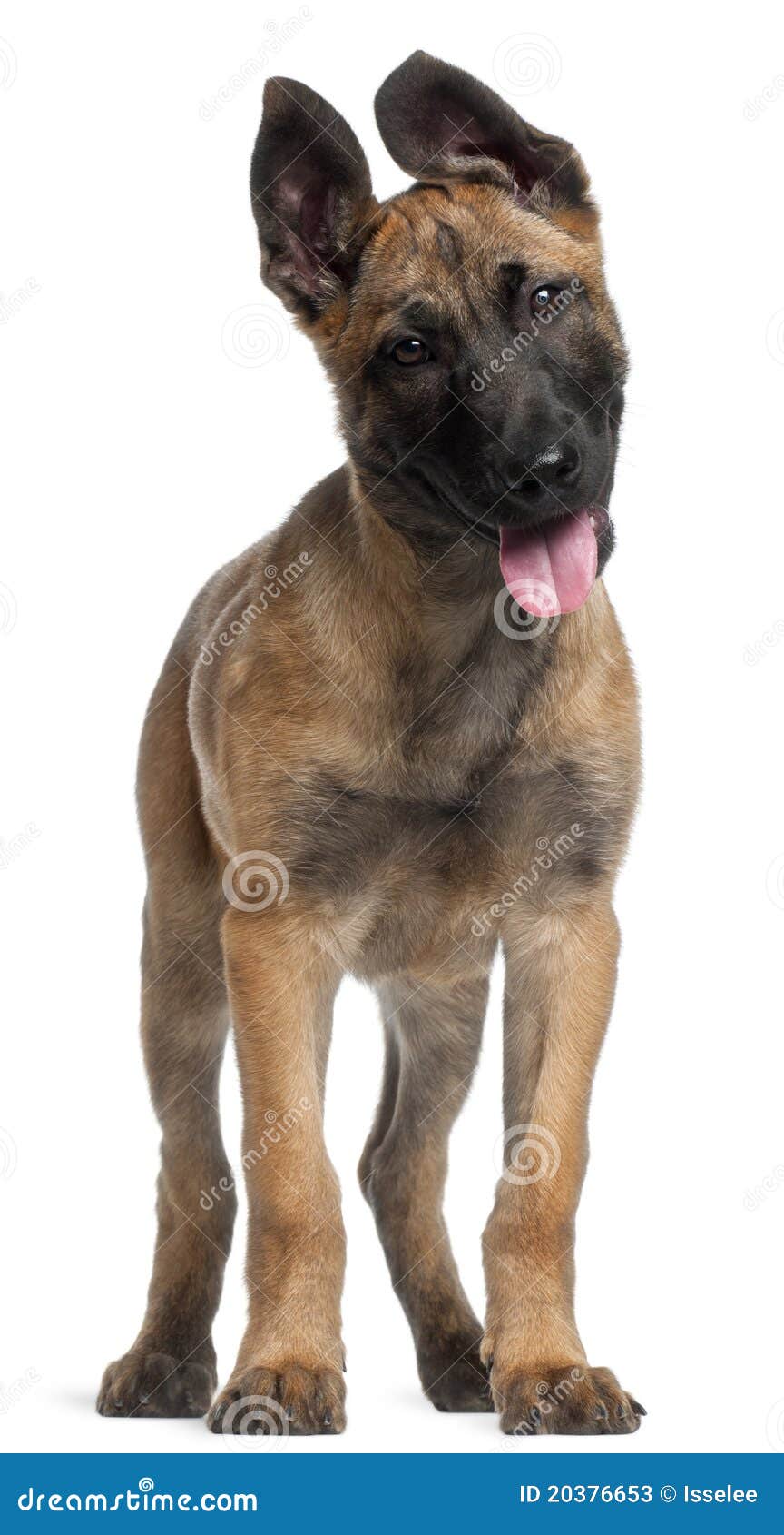 Belgian Shepherd Puppy, 3 Months Old, Standing Stock Belgian Shepherd Puppy, 3 Months Old, Standing Stock