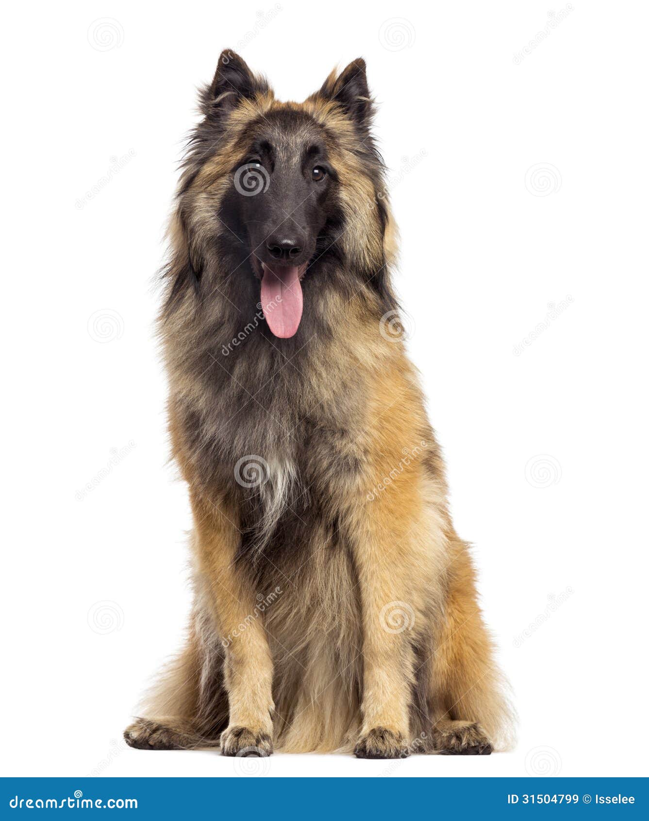 Belgian Shepherd Sitting, Panting, 9 Months Old, Isolated Stock Image ...