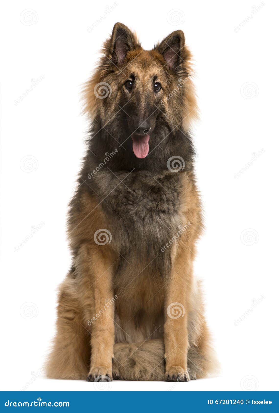 Belgian Shepherd Sticking the Tongue Out, Isolated on White Stock Photo ...