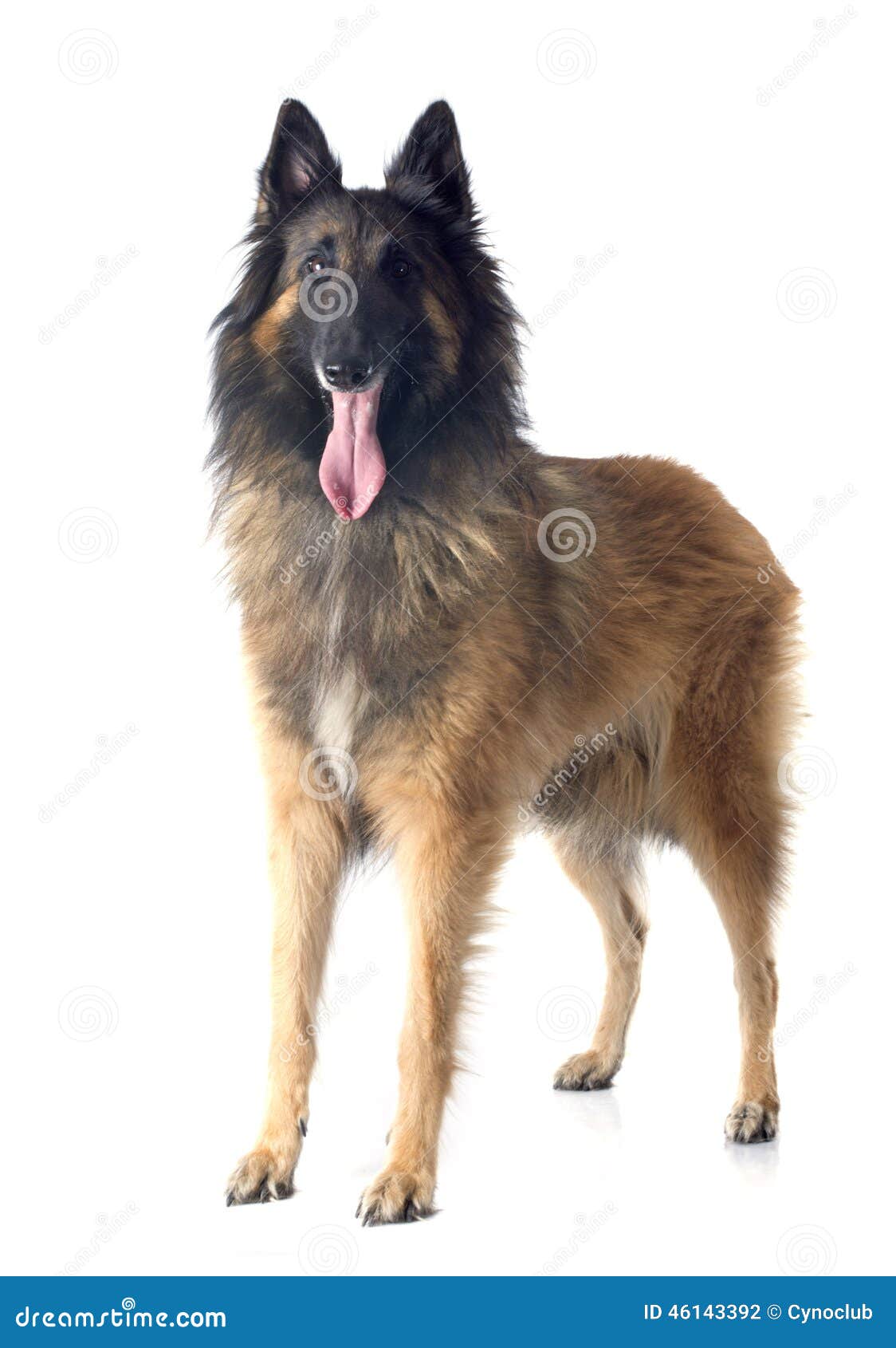 Belgian shepherd tervueren stock photo. Image of shepherd - 46143392