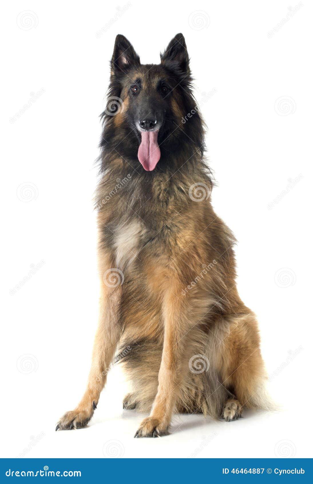 Belgian shepherd tervueren stock image. Image of canine - 46464887