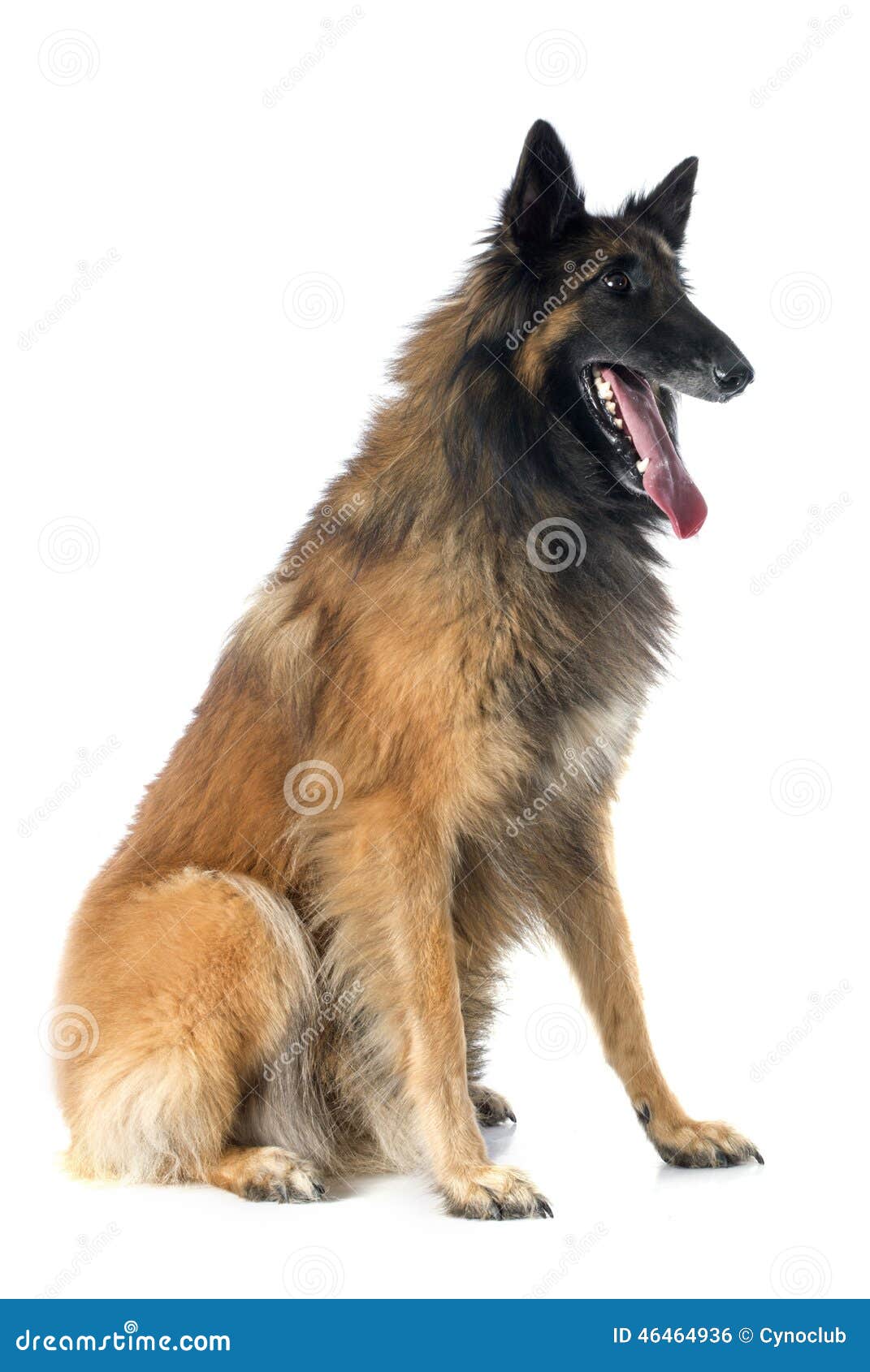 Belgian shepherd tervueren stock photo. Image of guard - 46464936