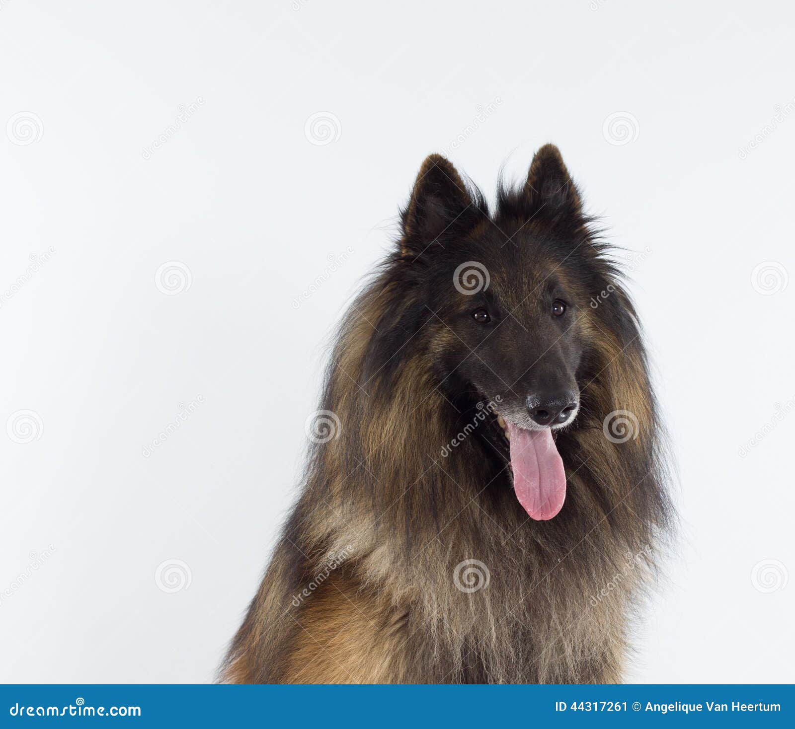 Belgian Shepherd Tervuren Dog, Headshot Stock Image - Image of domestic ...