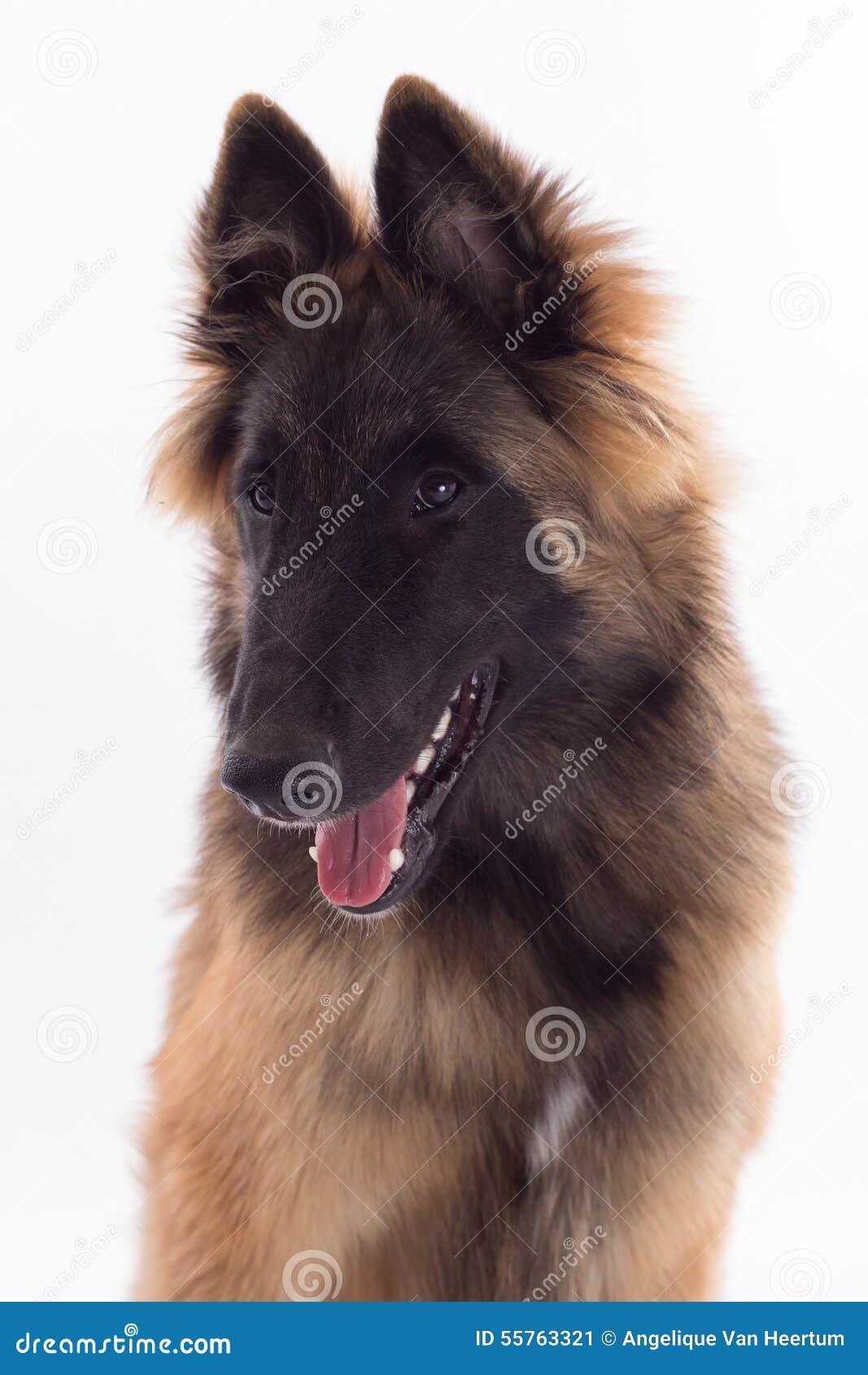 Belgian Shepherd Tervuren Dog Puppy, Six Months Old, Headshot Stock ...