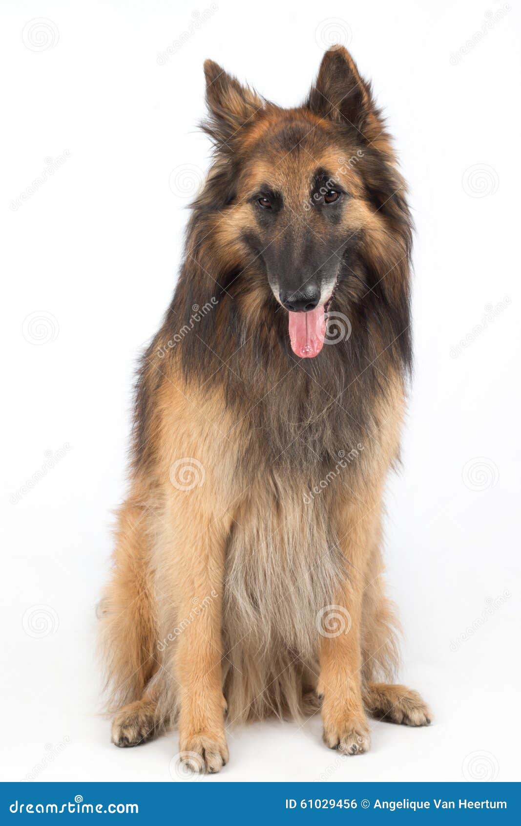 Belgian Shepherd Tervuren Dog Sitting Stock Photo - Image of guard ...