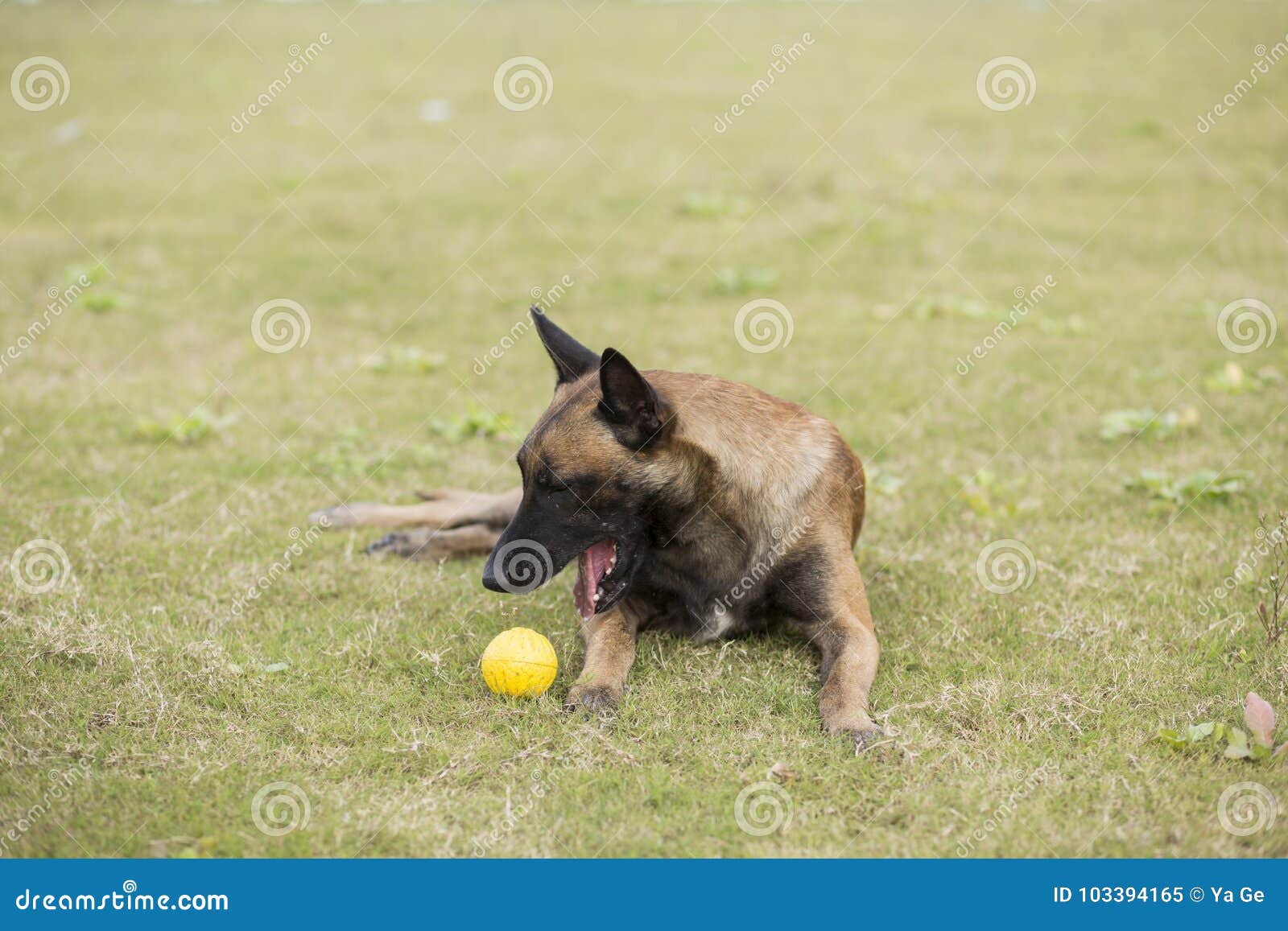 Belgien Malinu ein Hund stockbild. Bild von abdeckung 103394165