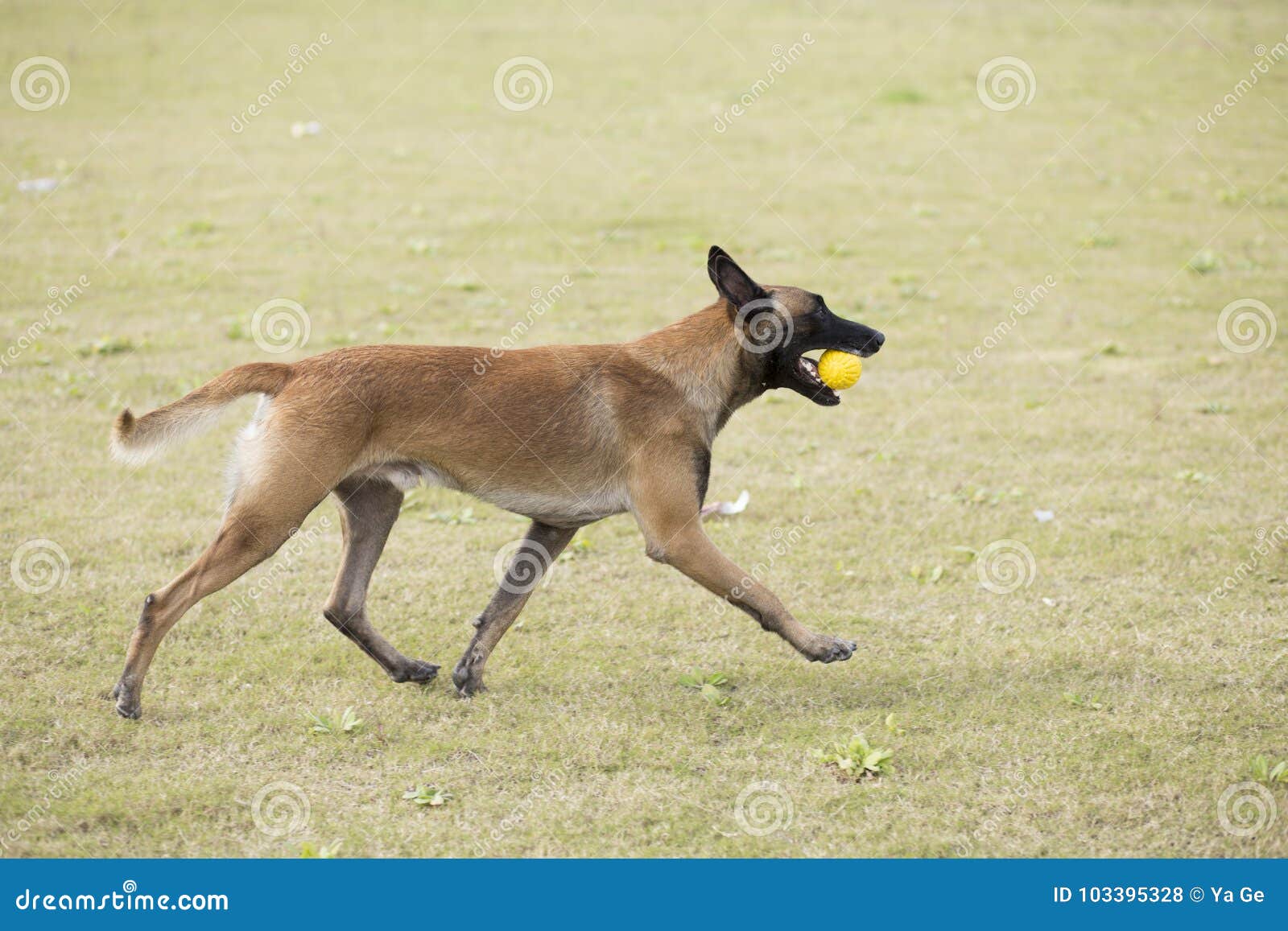 Belgien Malinu ein Hund stockfoto. Bild von reizend 103395328