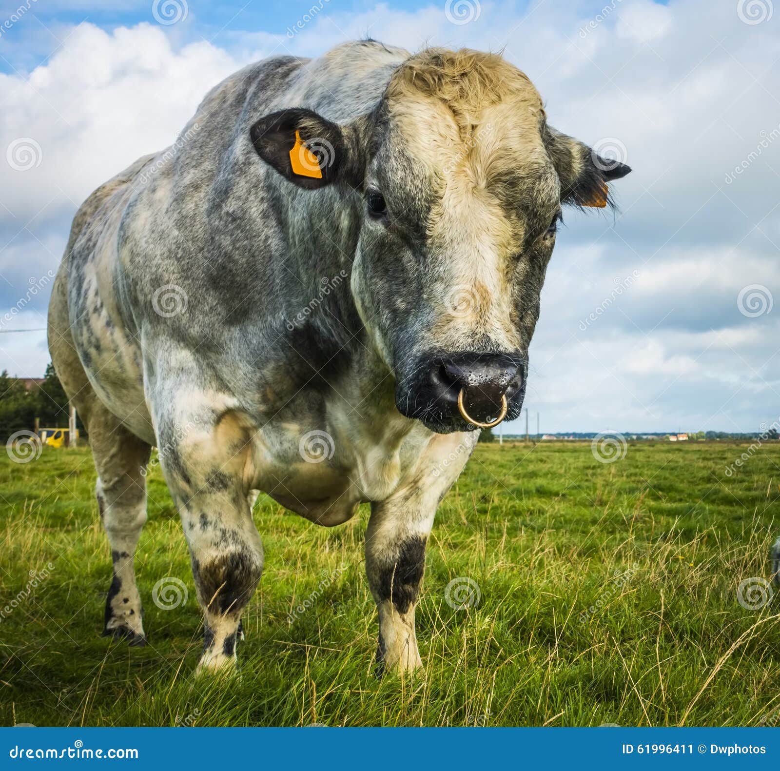 In Waardeloos schors Belgische Blauwe Stier En Koe Stock Afbeelding - Image of boerderij, blauw:  61996411