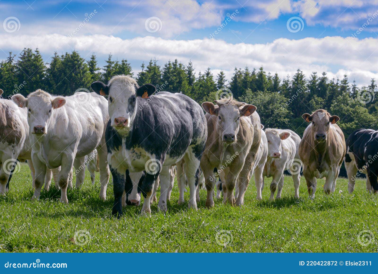 deelnemer Beweren Behandeling Belgische Witte Blauwe Koeien Stock Foto - Image of rasecht, rundvlees:  220422872