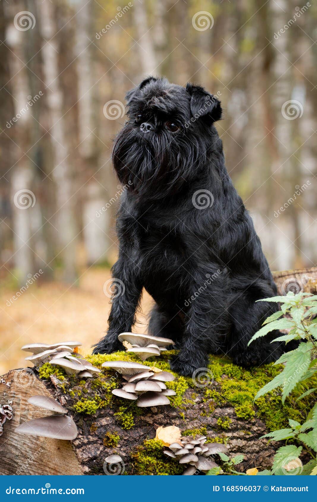 Belgischer GriffonHund Sitzt Auf Einem Baumstamm, Auf Dem Pilze