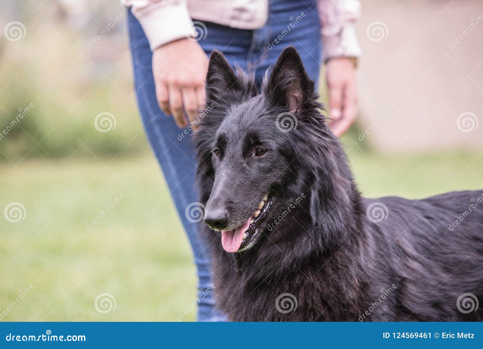 belgium shepherd dog type groenendeal