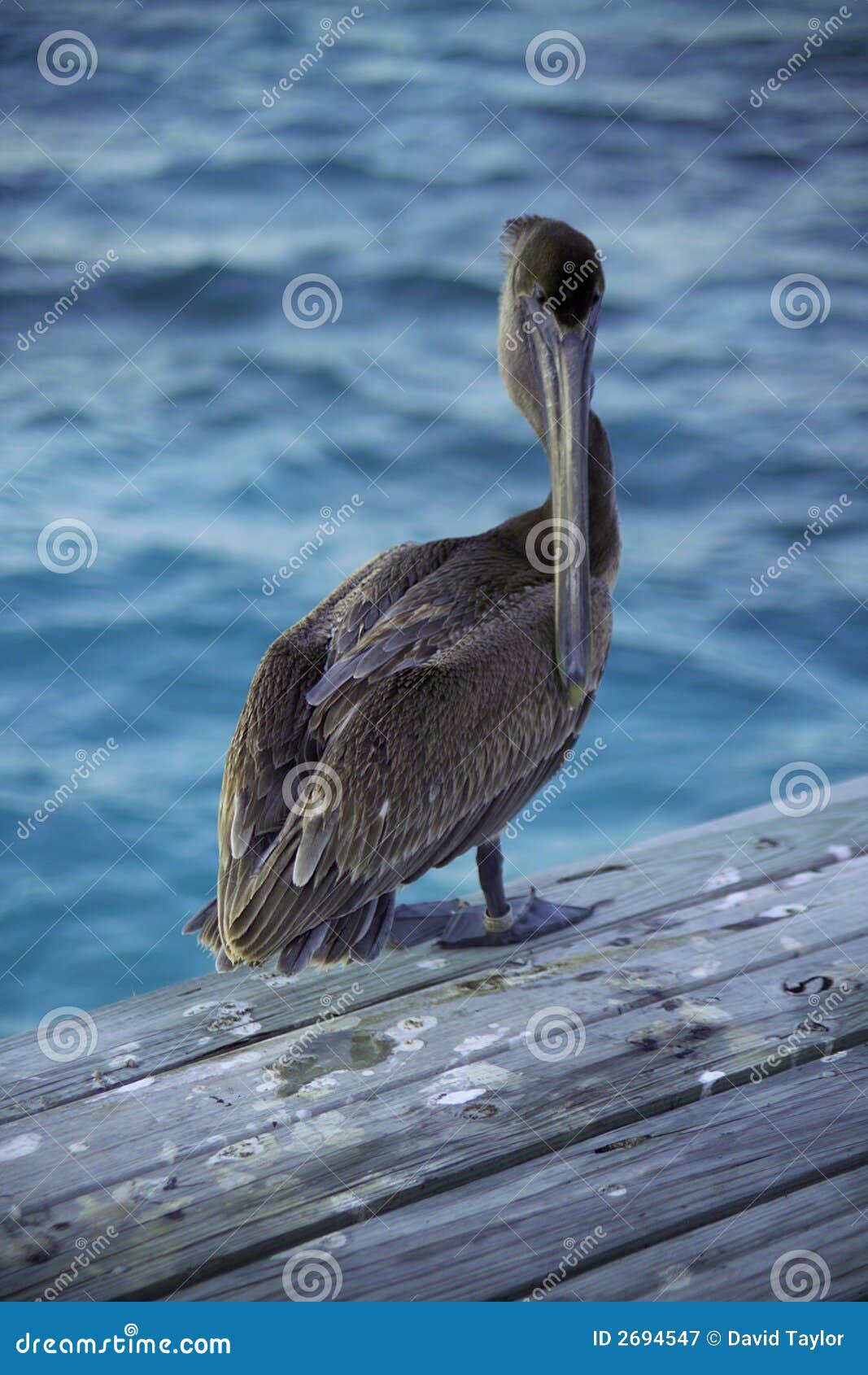 belize pelican