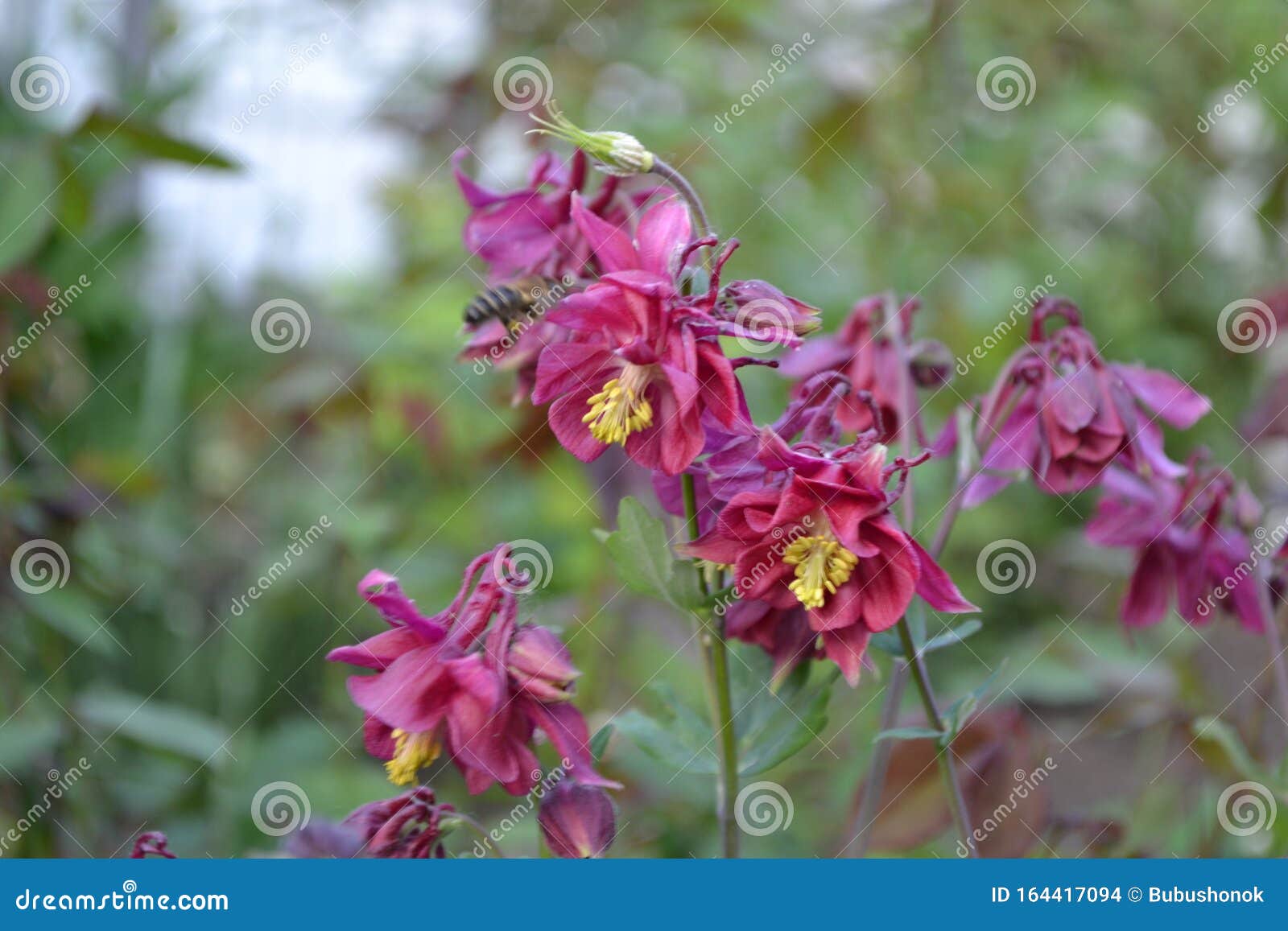 Bell De Jardim Bonito Jardim De Flores, Cama De Flores Lindas Flores De Primavera Foto de Stock - Imagem de columbina, sino: 164417094 Bell De Jardim Bonito Jardim De Flores, Cama De Flores Lindas Flores De Primavera Foto de Stock - Imagem de columbina, sino: 164417094