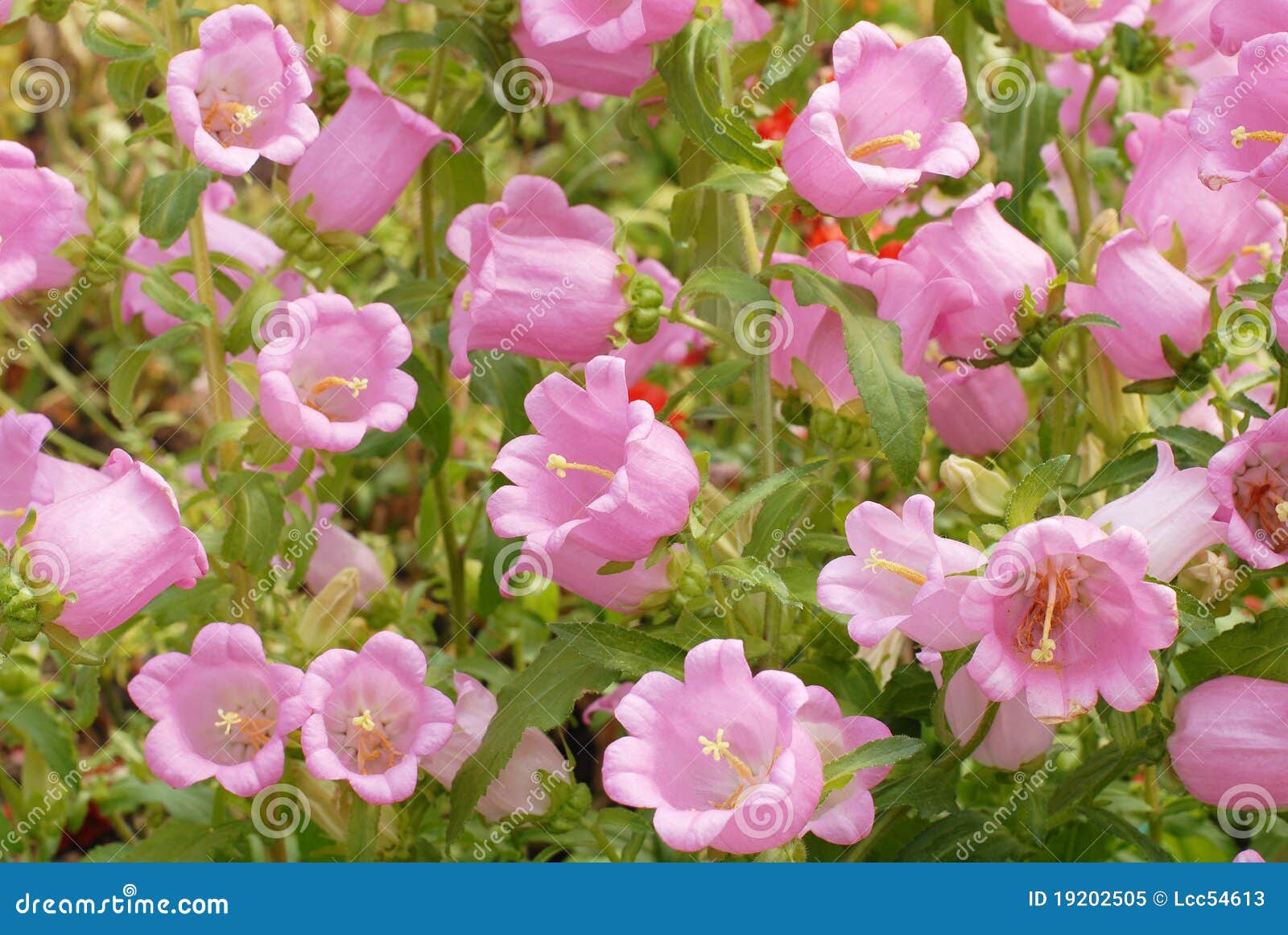 Bell flower stock image. Image of english, beauty, june 19202505