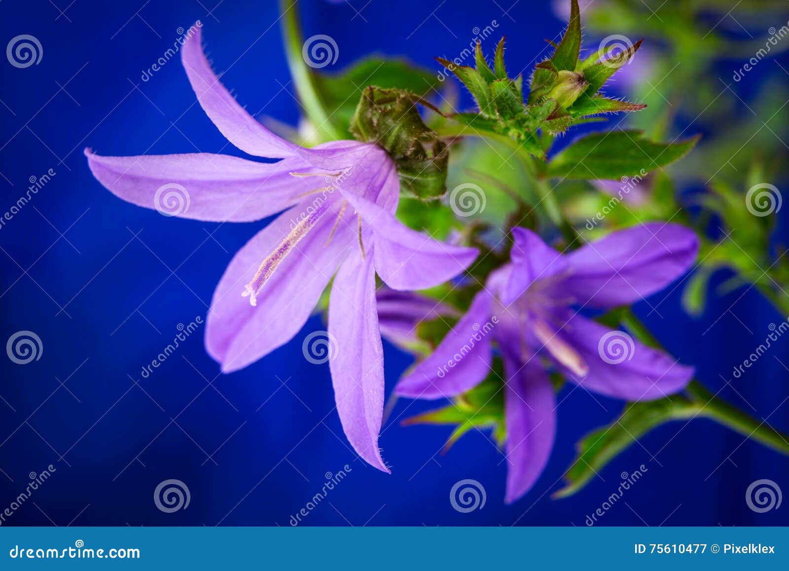Bell flower stock image. Image of pistil, close, plants 75610477