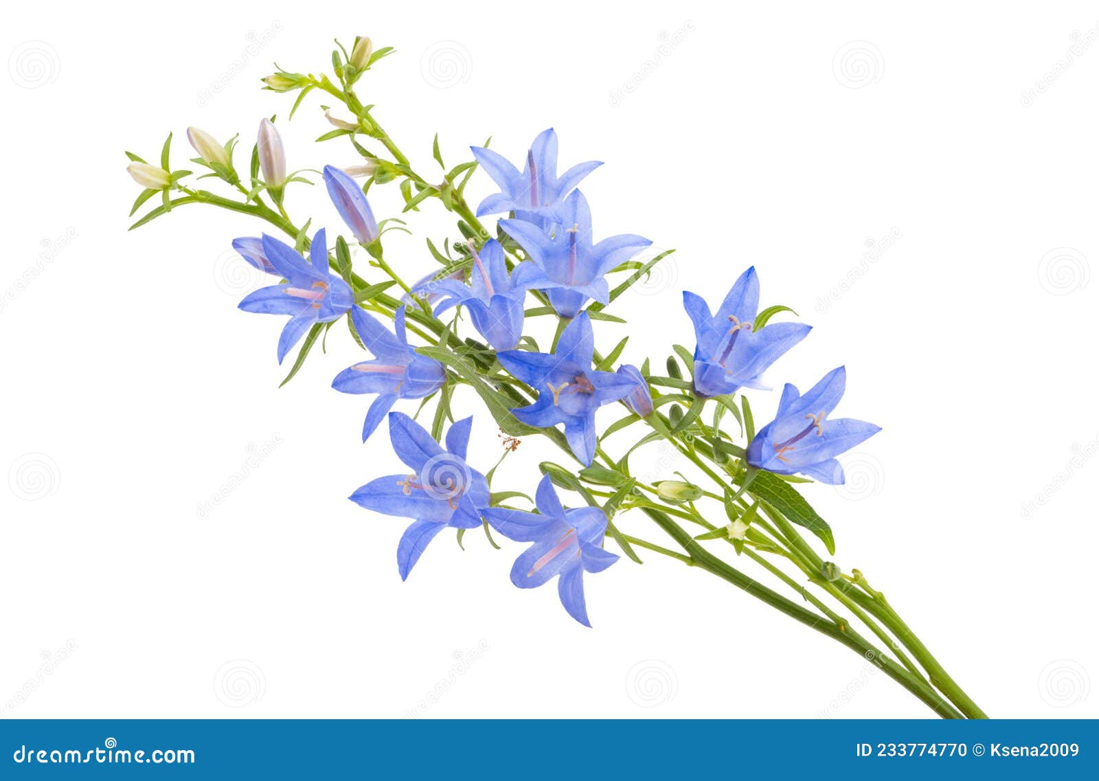 Bell flower isolated stock photo. Image of botany, blue 233774770