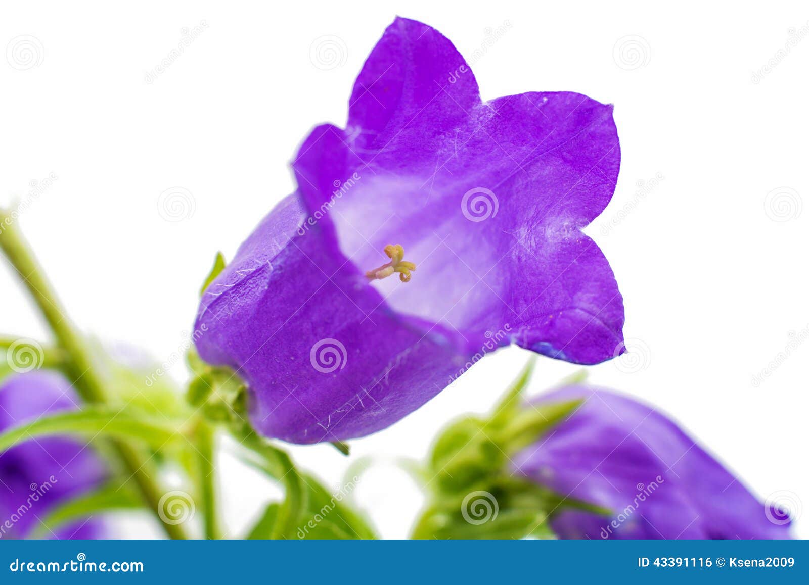 Bell flower isolated stock photo. Image of petal, bluebell 43391116