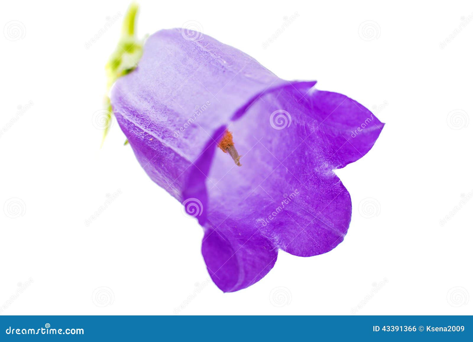 Bell flower isolated stock photo. Image of pattern, decoration 43391366